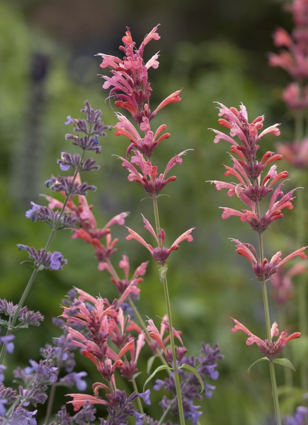 Agastache ‘Apache Sunset’