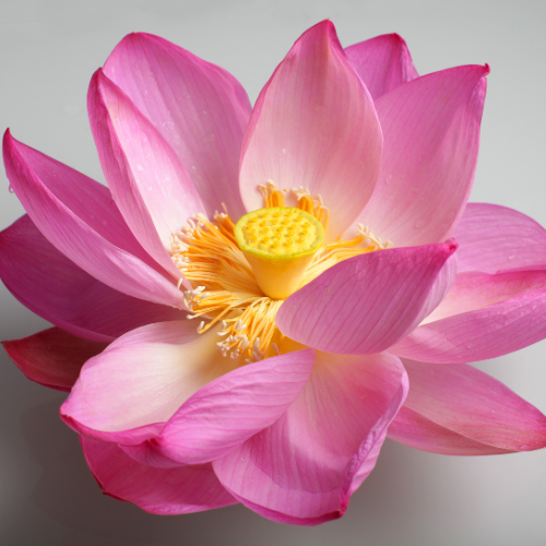 Raise Your Becoming 