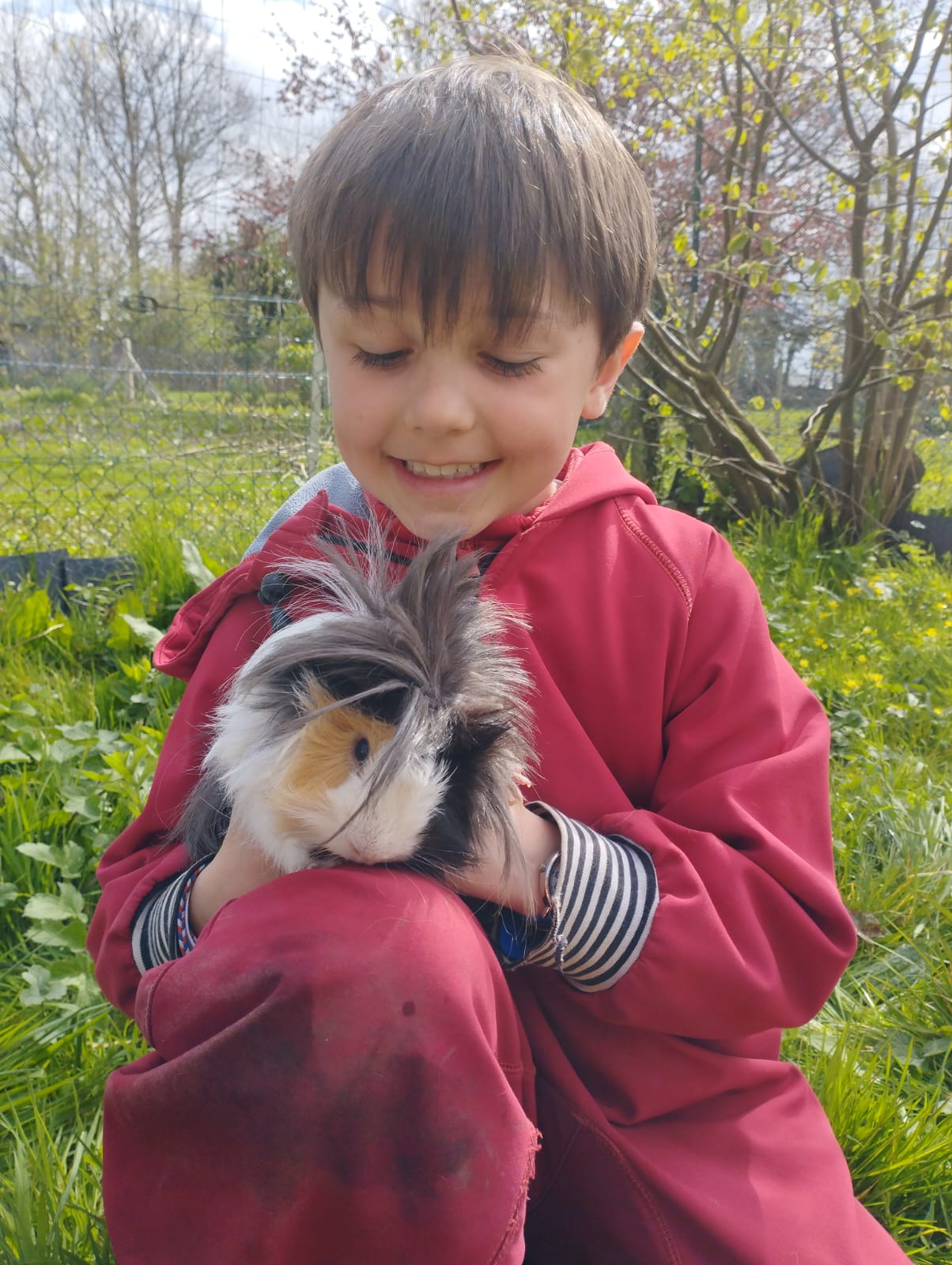 Nourrissage des poules et cochons d'Inde