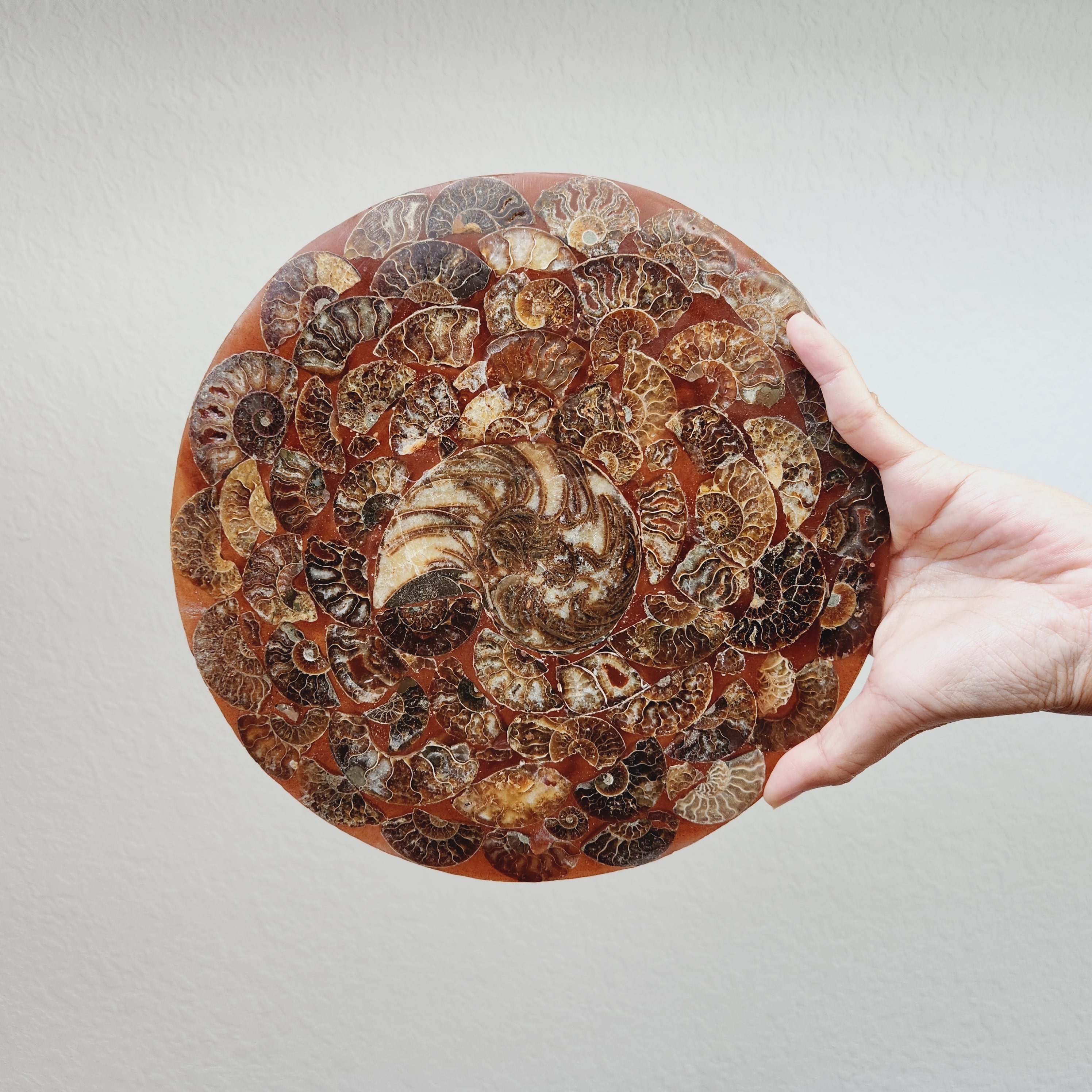 Ammonite Slice Disc • 10" Ammonite Specimen Round Plate •  Conch Mineral Crystal Natural