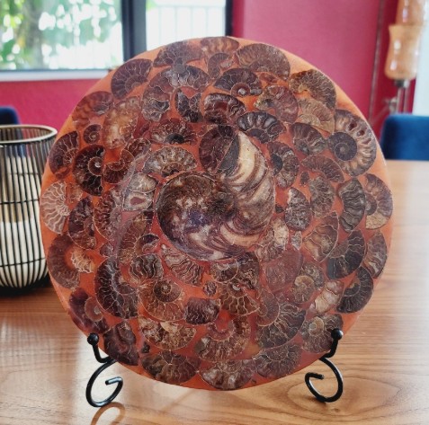 Ammonite Slice Disc • 10" Ammonite Specimen Round Plate •  Conch Mineral Crystal Natural