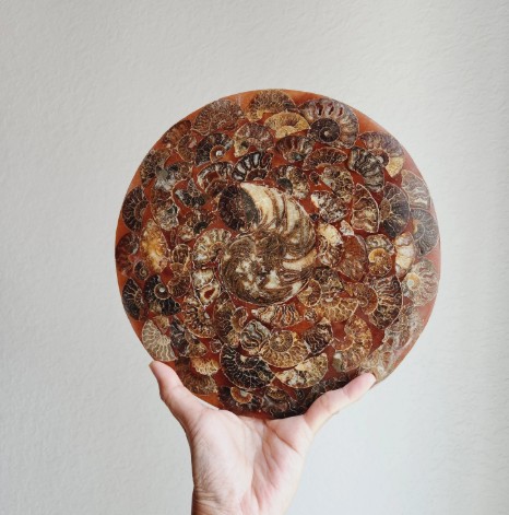 Ammonite Slice Disc • 10" Ammonite Specimen Round Plate •  Conch Mineral Crystal Natural