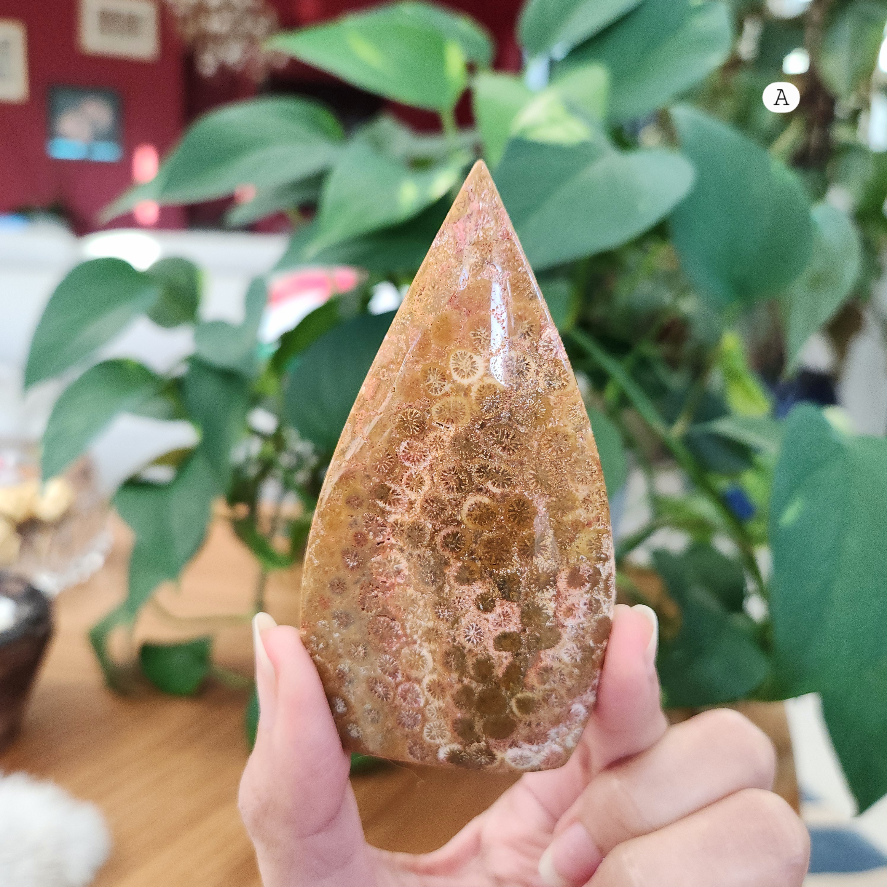 Coral Jade Flame • Fossilized Coral Jade Freeform Flame • Coralized Jade Flame 