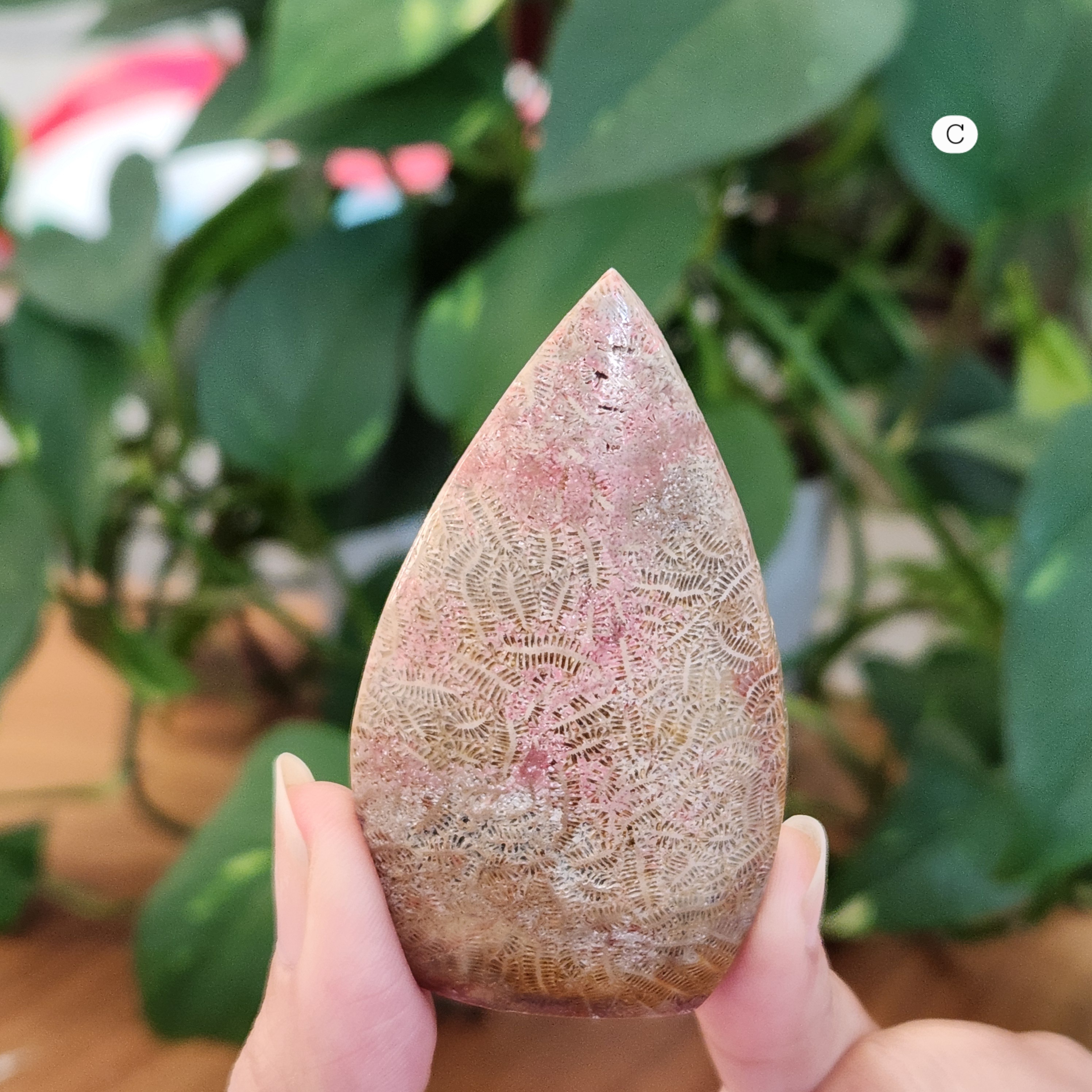 Coral Jade Flame • Fossilized Coral Jade Freeform Flame • Coralized Jade Flame 