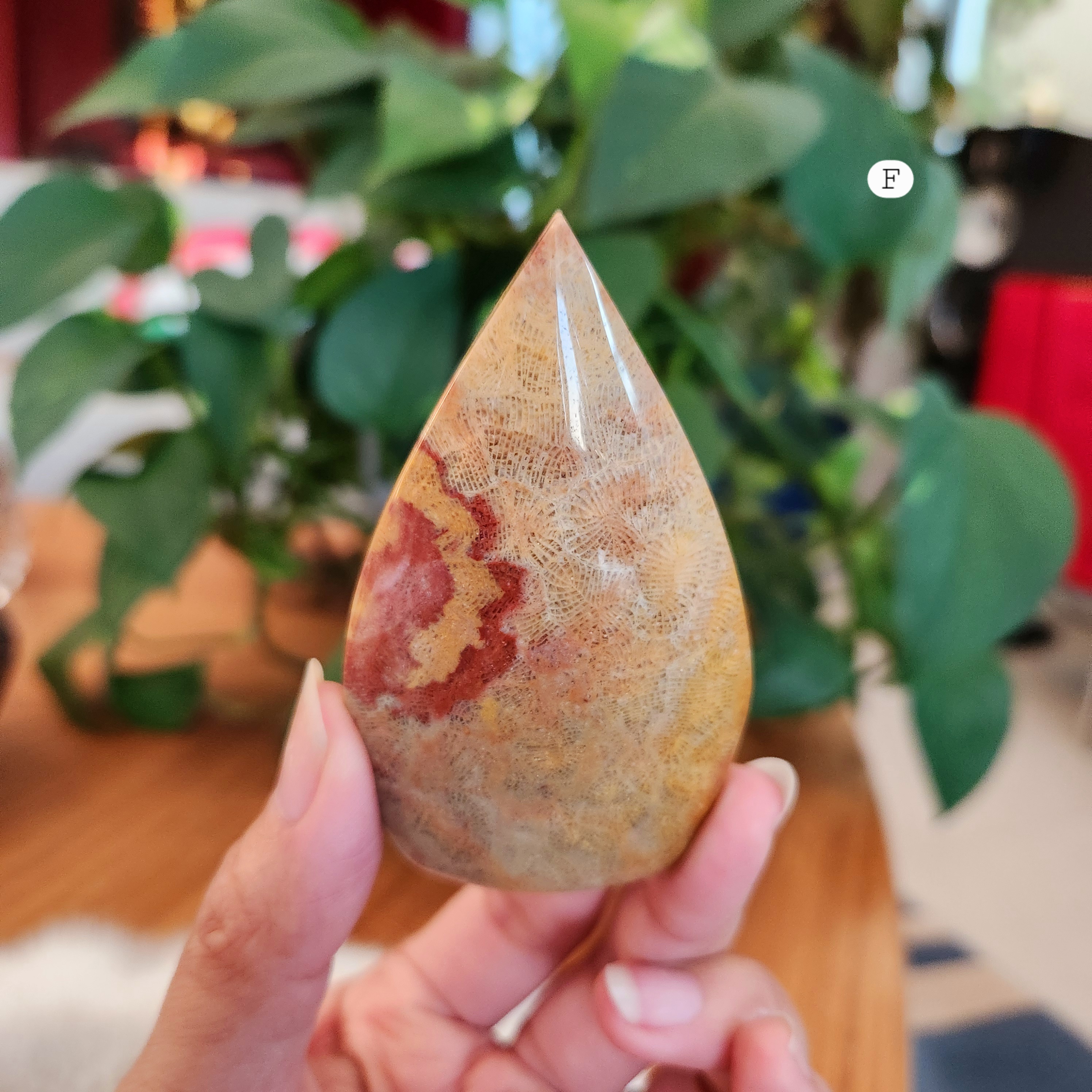 Coral Jade Flame • Fossilized Coral Jade Freeform Flame • Coralized Jade Flame 