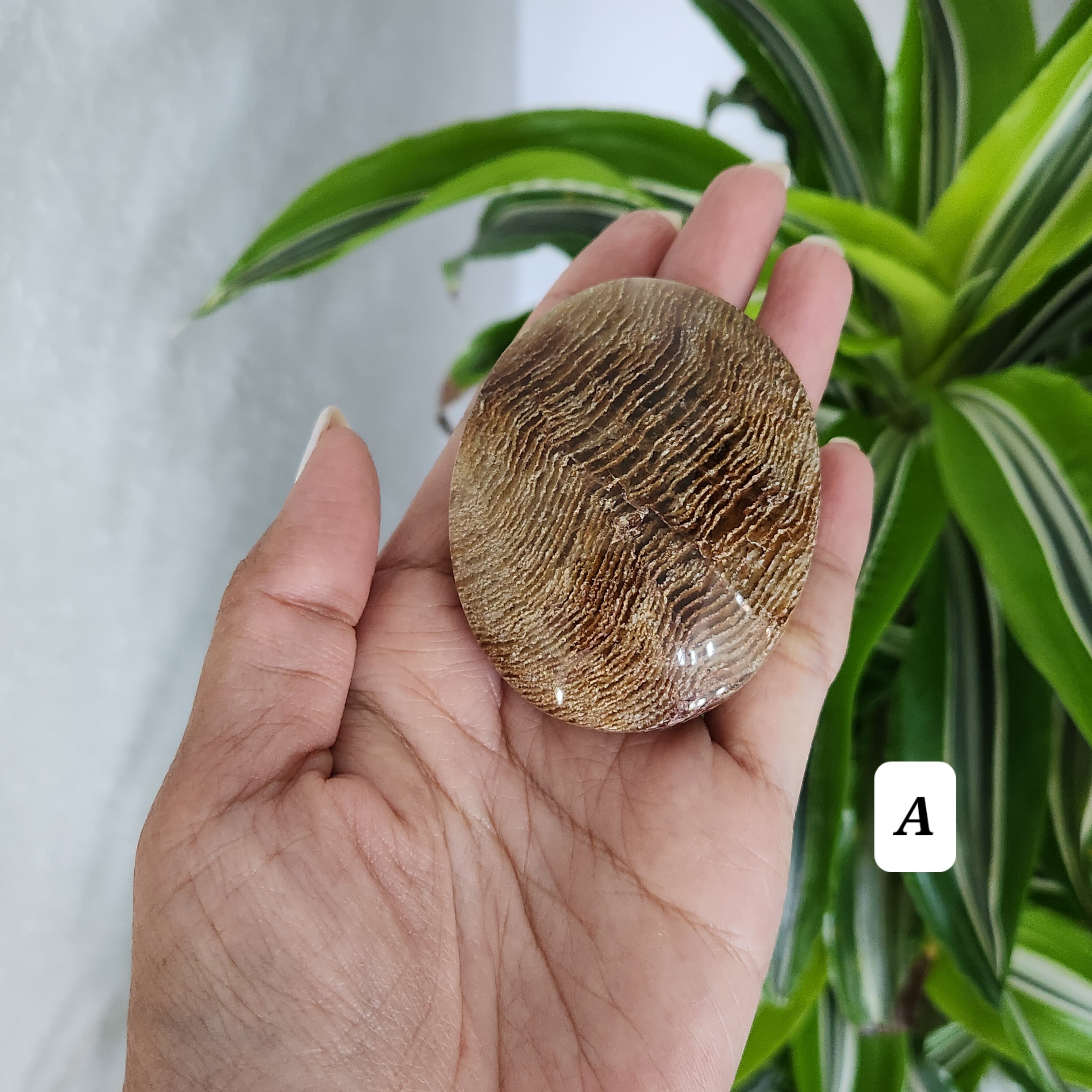 Thousand Layer palm stone • Lodolite Garden Quartz Palm stone • Garden Quartz Palmstone • Crown Chakra • Meditation Crystal palmstone gift