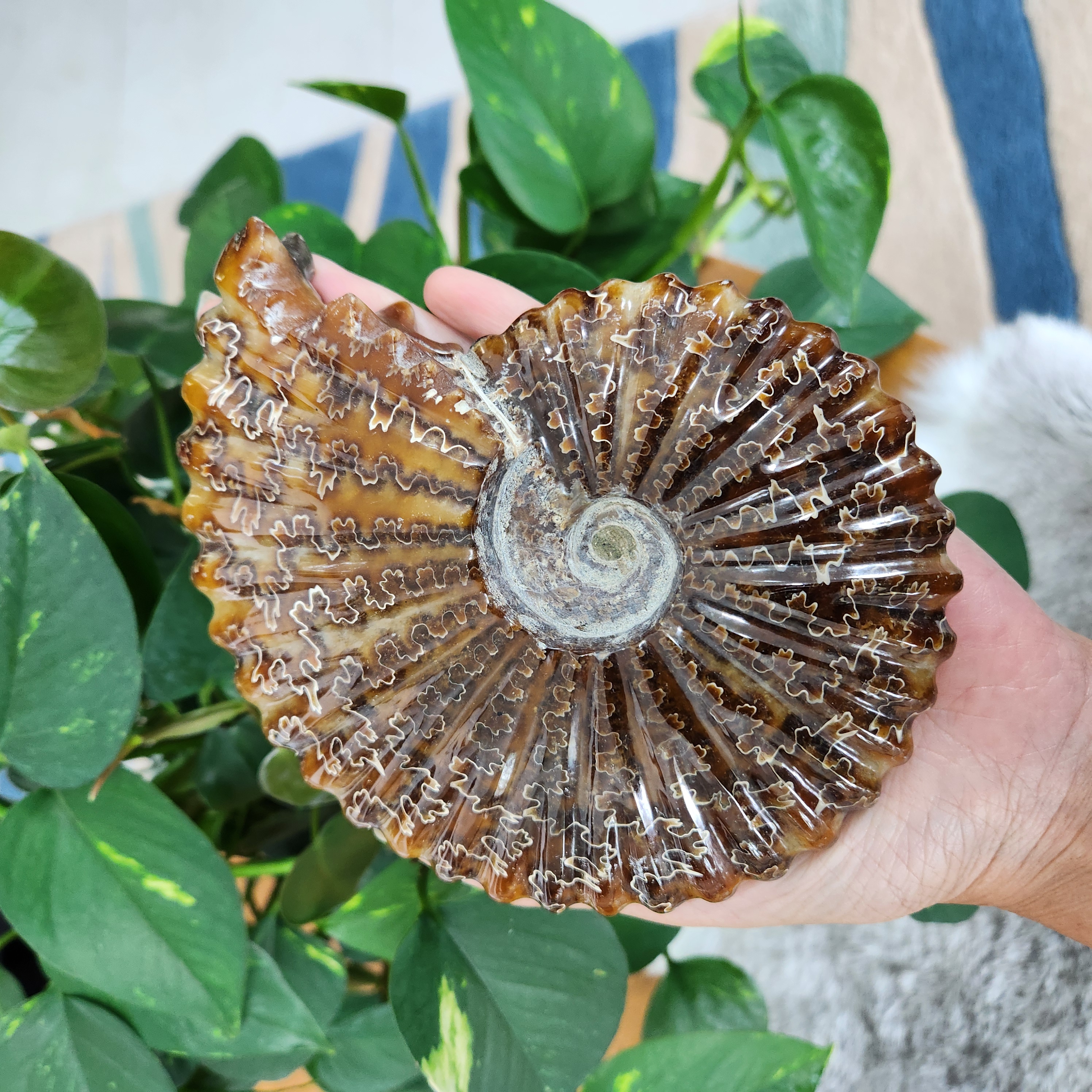 Ammonite Fossil Shell Natural Conch on stand • Ammonite Specimen • Ammonite Mineral Crystal Gift Home Decor