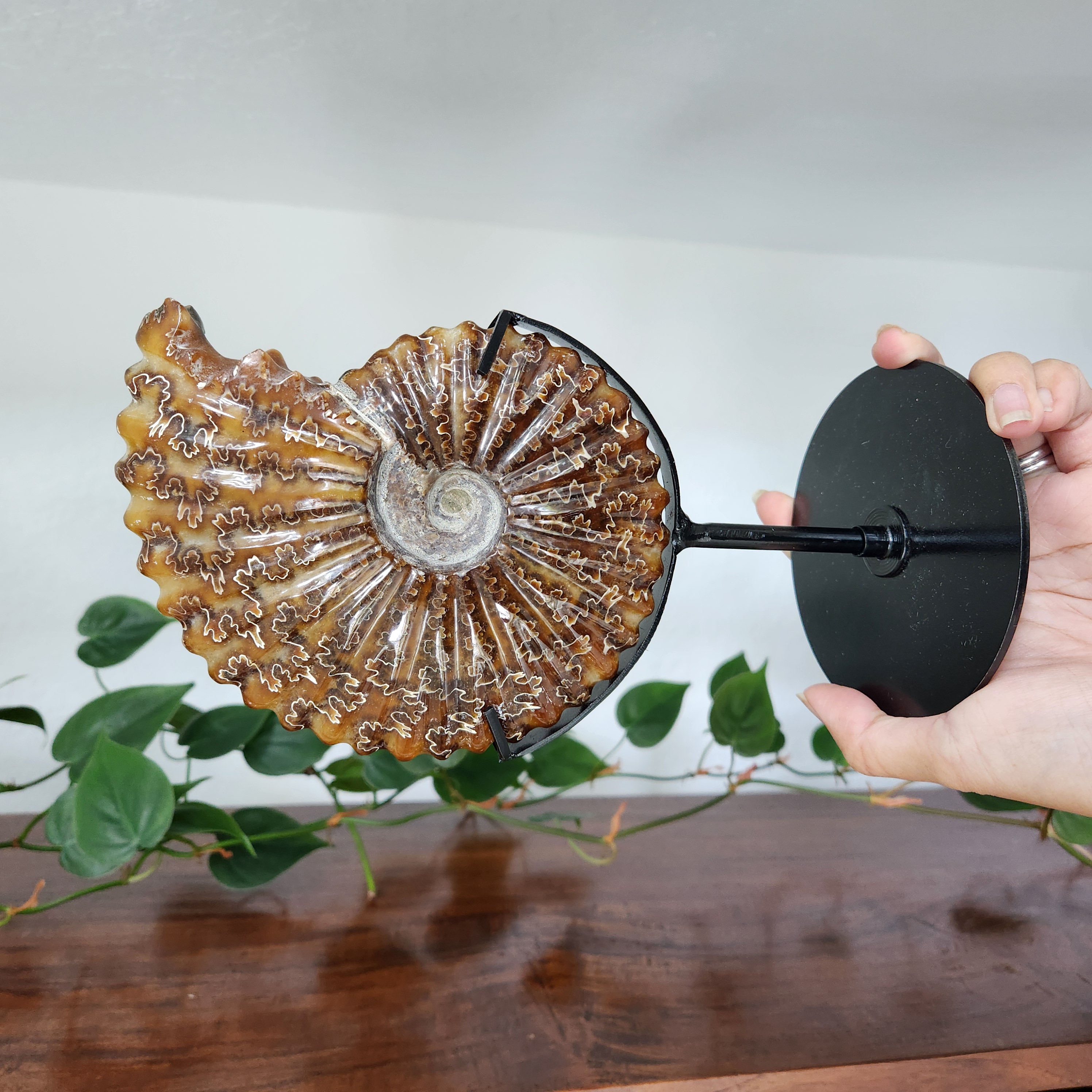 Ammonite Fossil Shell Natural Conch on stand • Ammonite Specimen • Ammonite Mineral Crystal Gift Home Decor