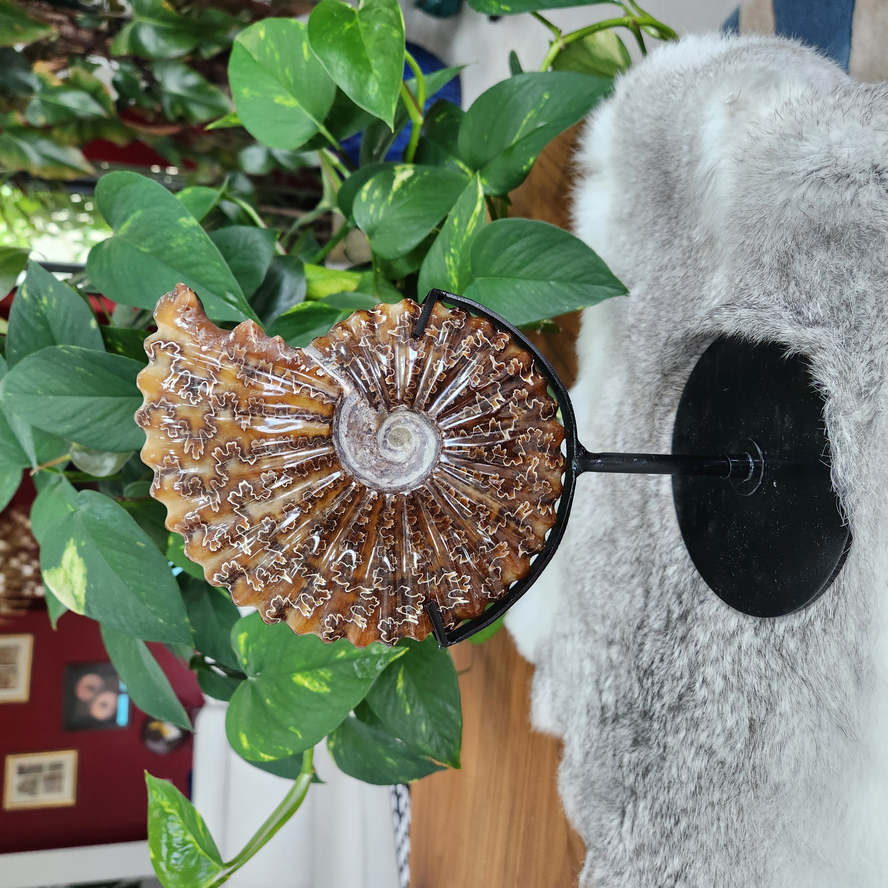 Ammonite Fossil Shell Natural Conch on stand • Ammonite Specimen • Ammonite Mineral Crystal Gift Home Decor