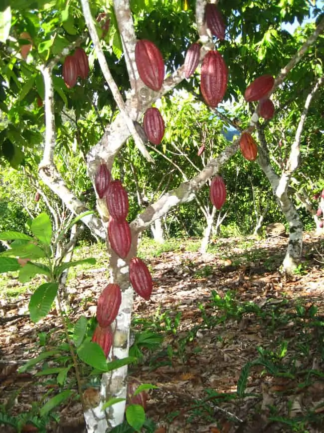 Heart of Cacau (Katukina Tribe)