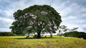 Sacred Roots (Huni Kuin)