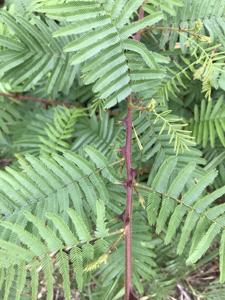 Sacred Forest Fusion (Funi-Ô &  Yawanawá)