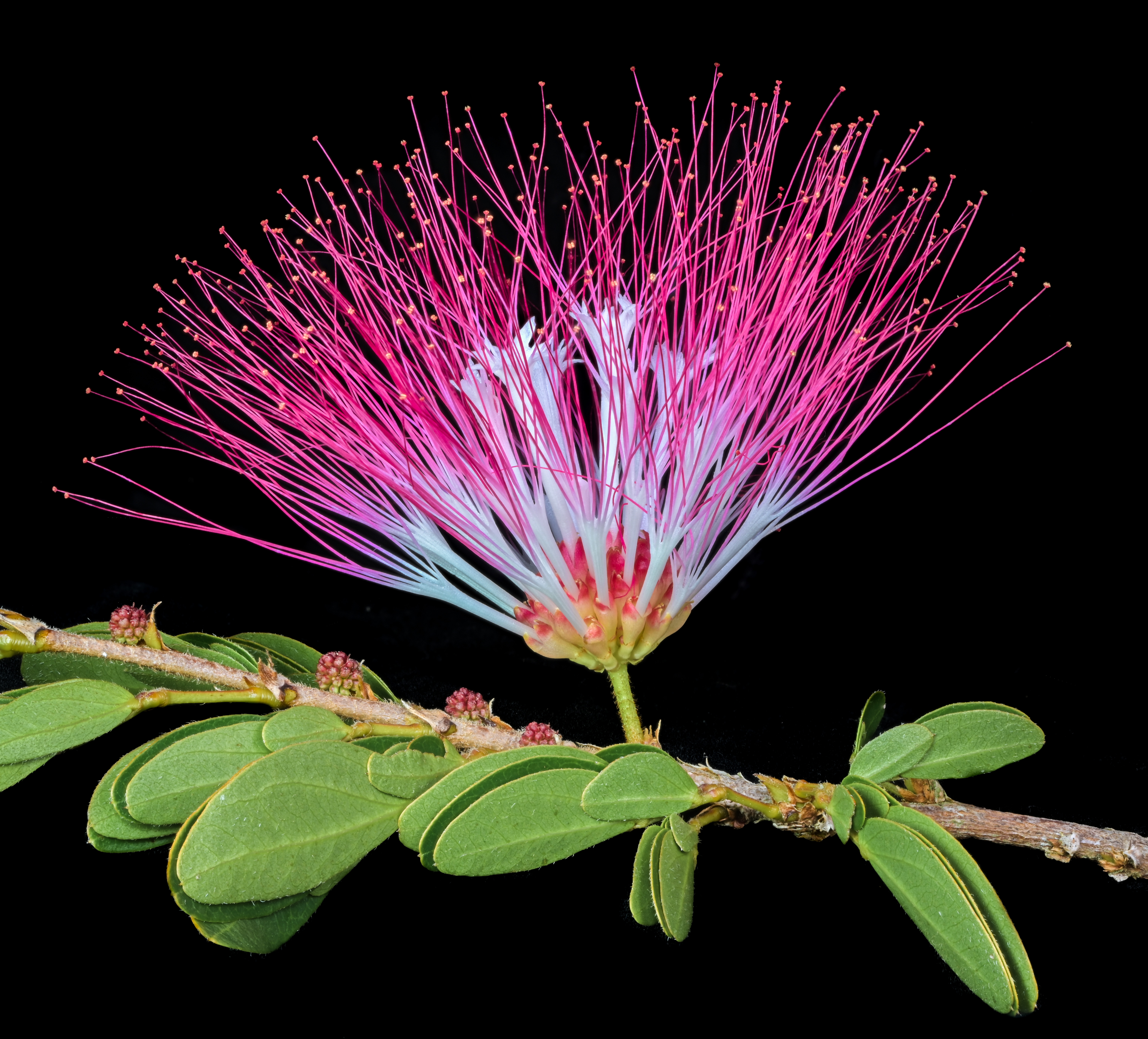 Pink Powder Puff Flower