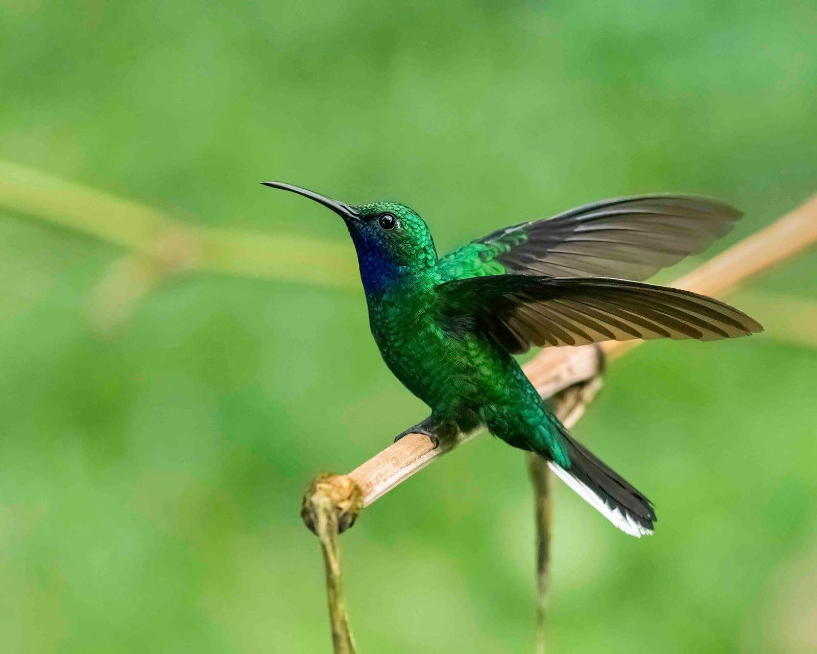 Hummingbird (Huni Kuin )