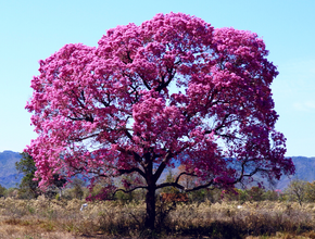 Tree of Strength (Shawãdawa Tribe)