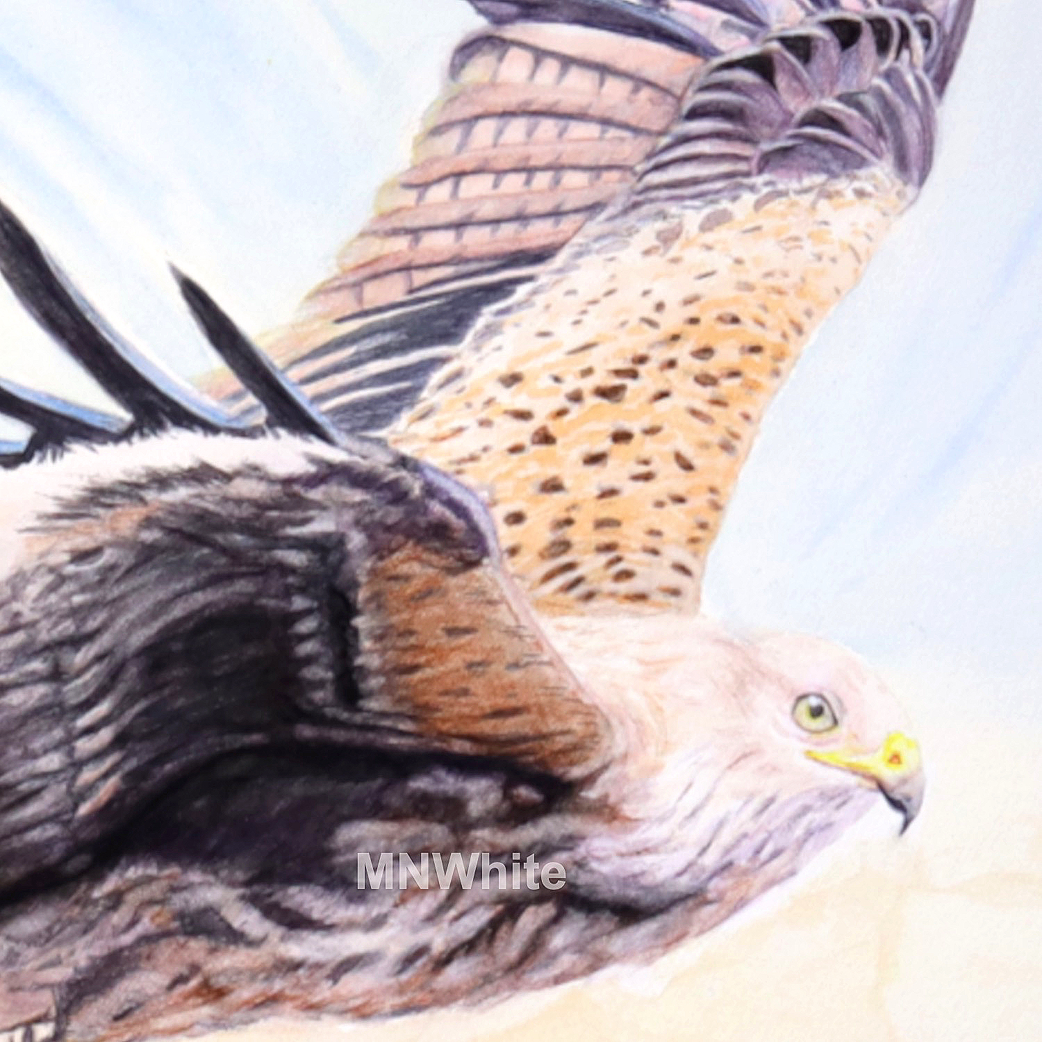 Red Kite In Flight, Original Artwork