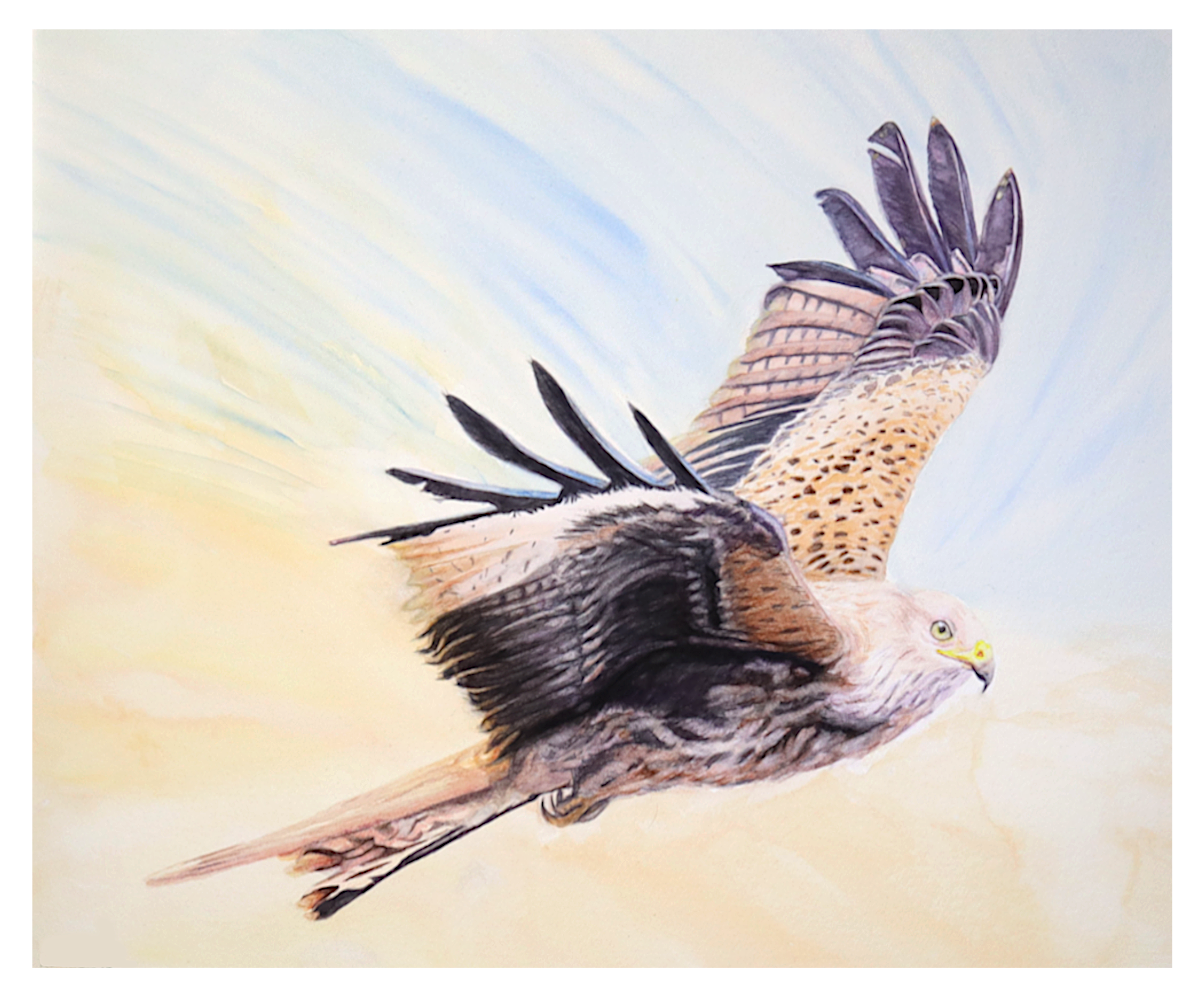 Red Kite In Flight, Original Artwork