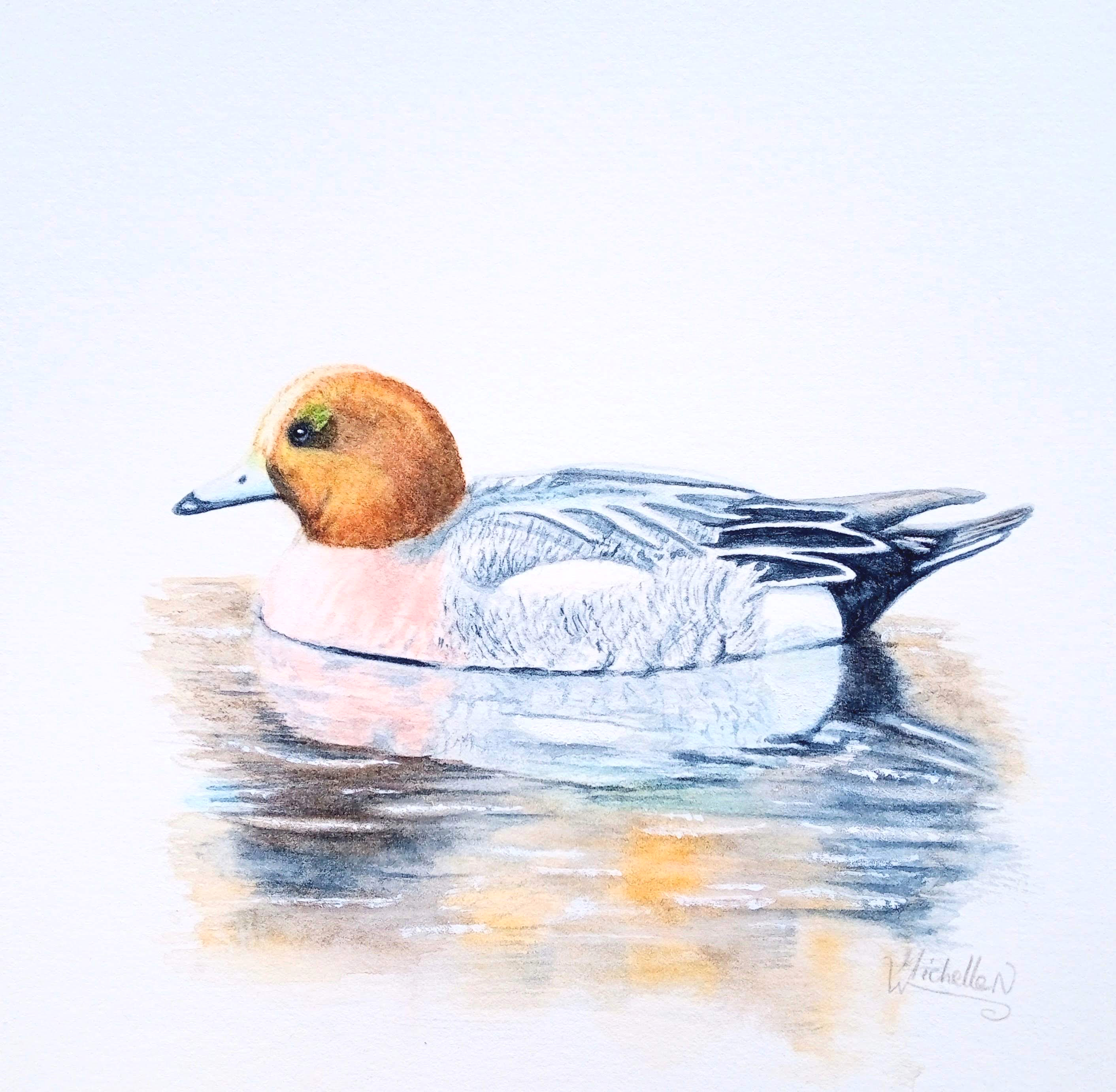 Wigeon Duck, Original Artwork