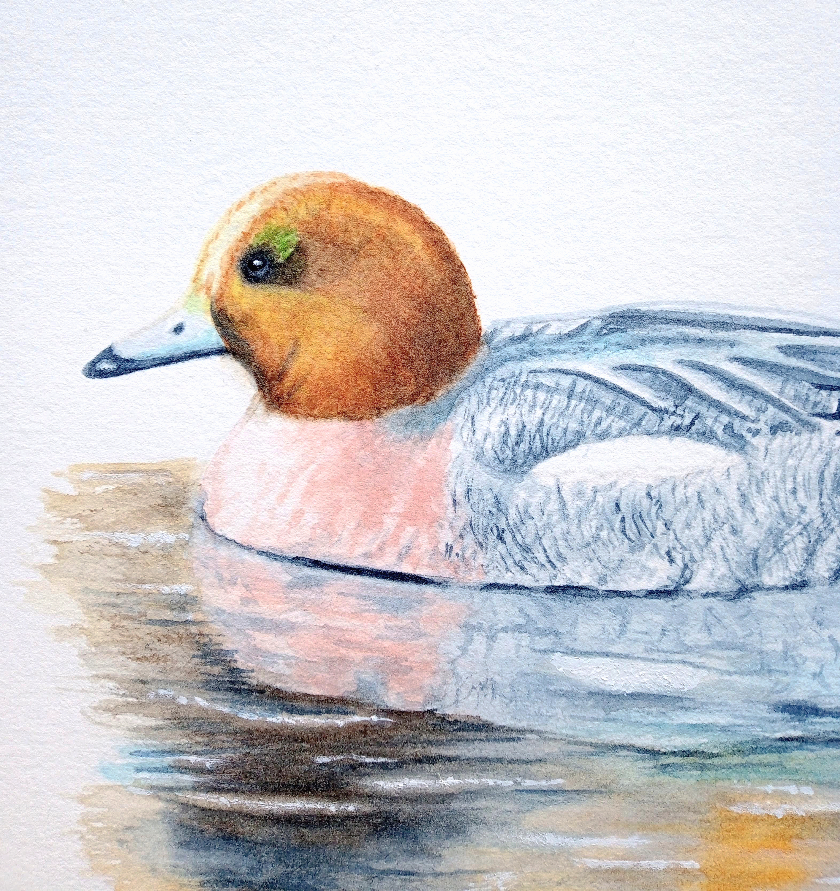 Wigeon Duck, Original Artwork