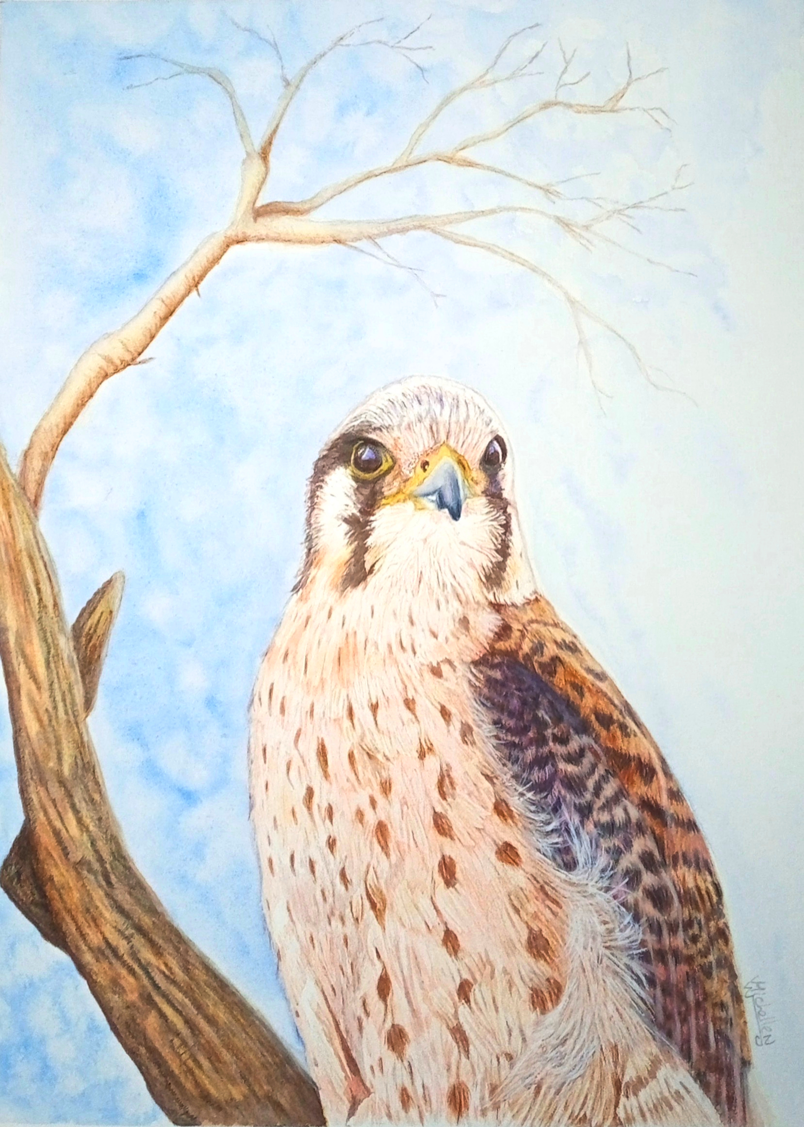 Young Lady Kestrel, Original Artwork