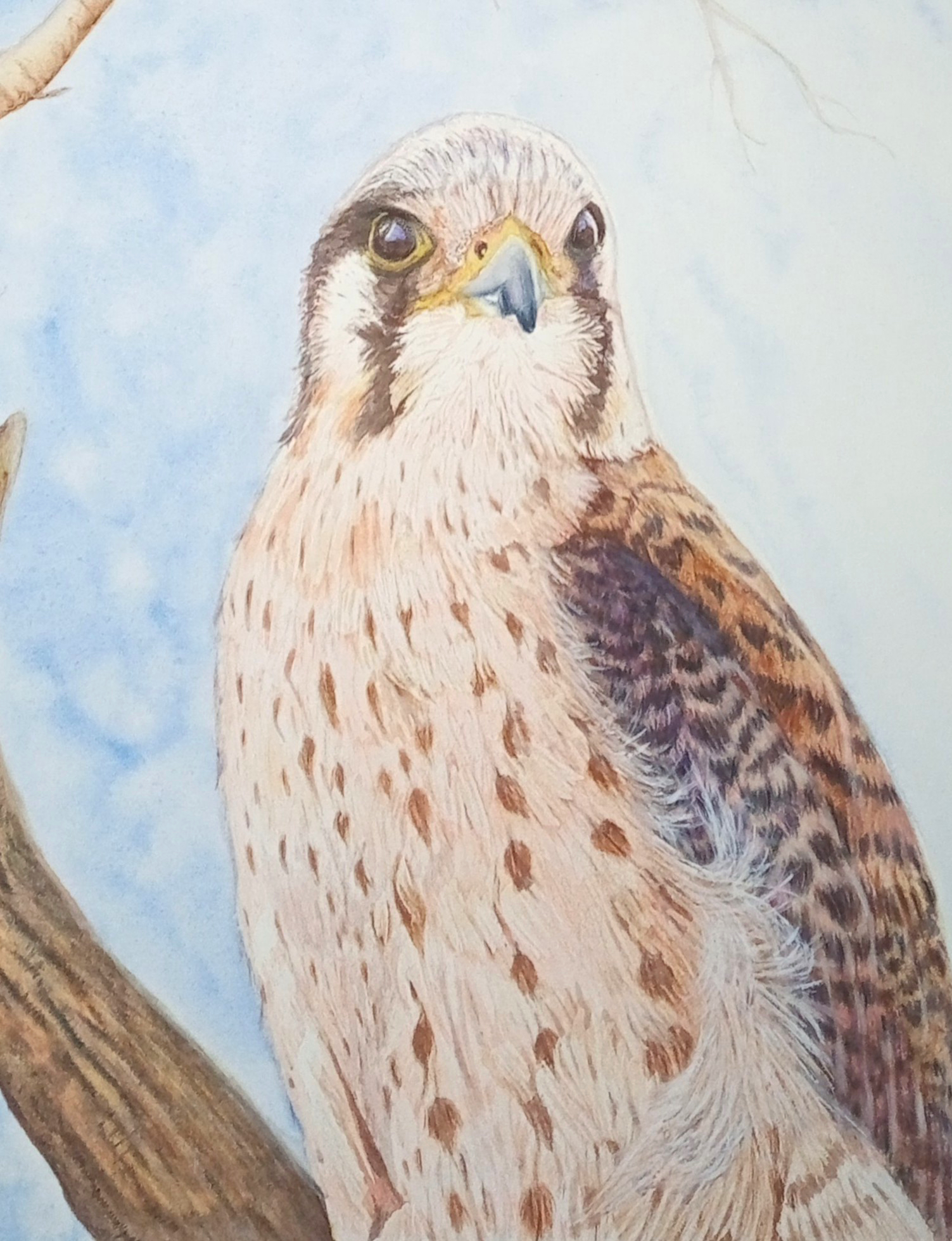 Young Lady Kestrel, Original Artwork