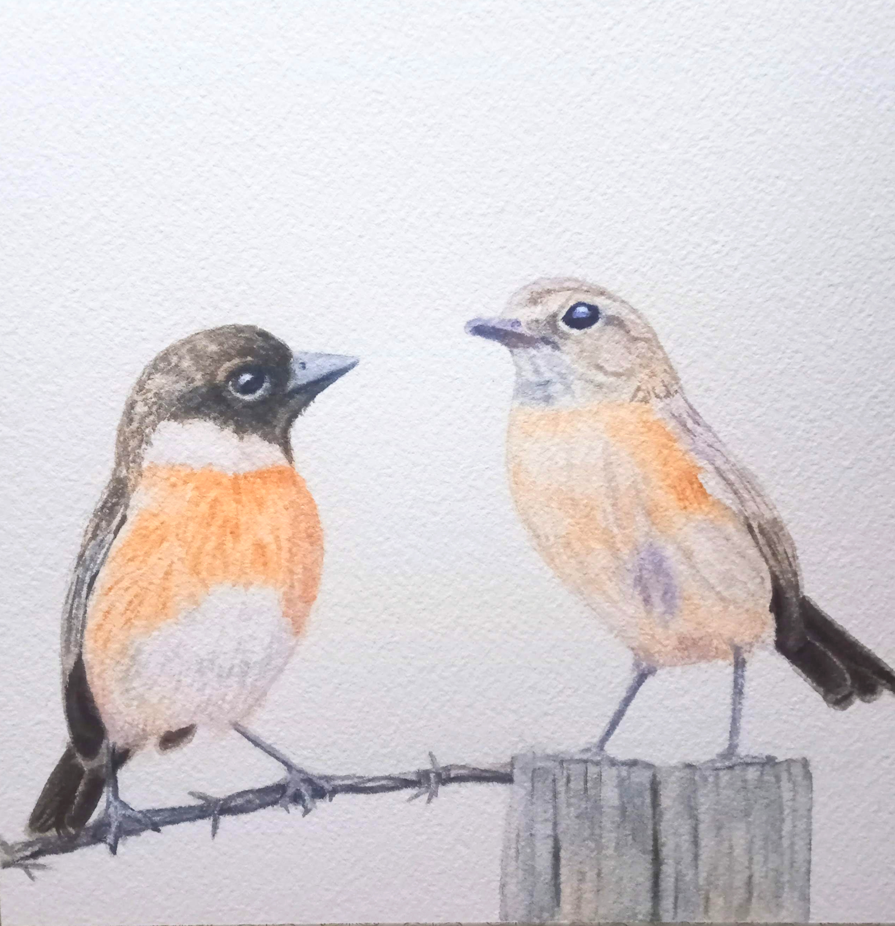 Stonechats, Original Framed Artwork