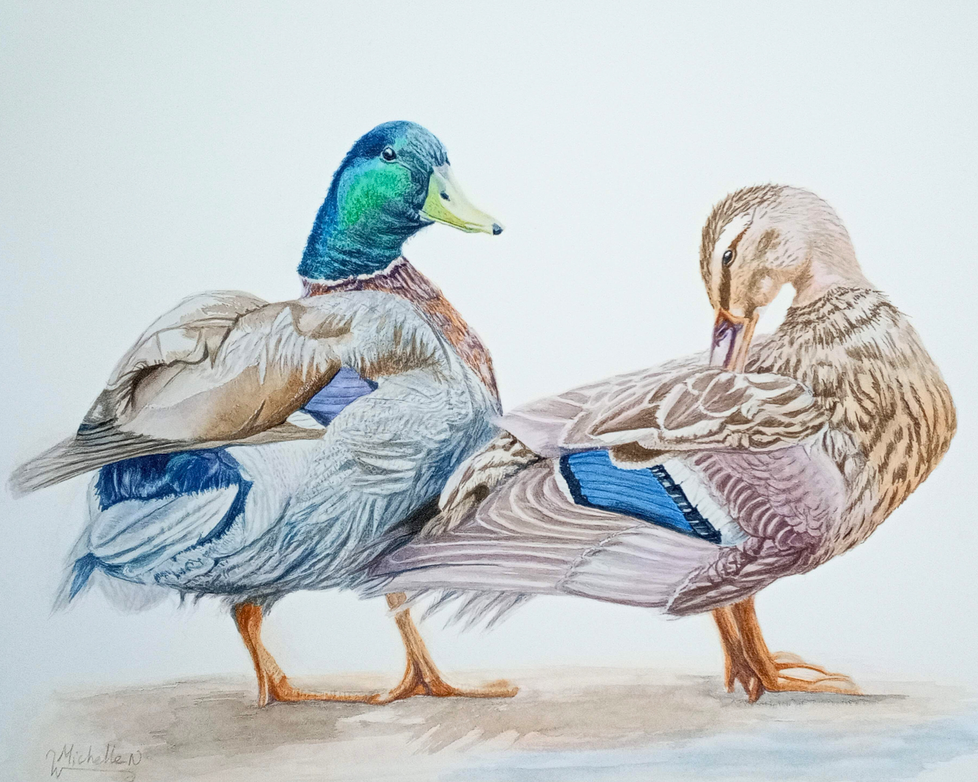 Love in Feathered Hues, Mallard Ducks 