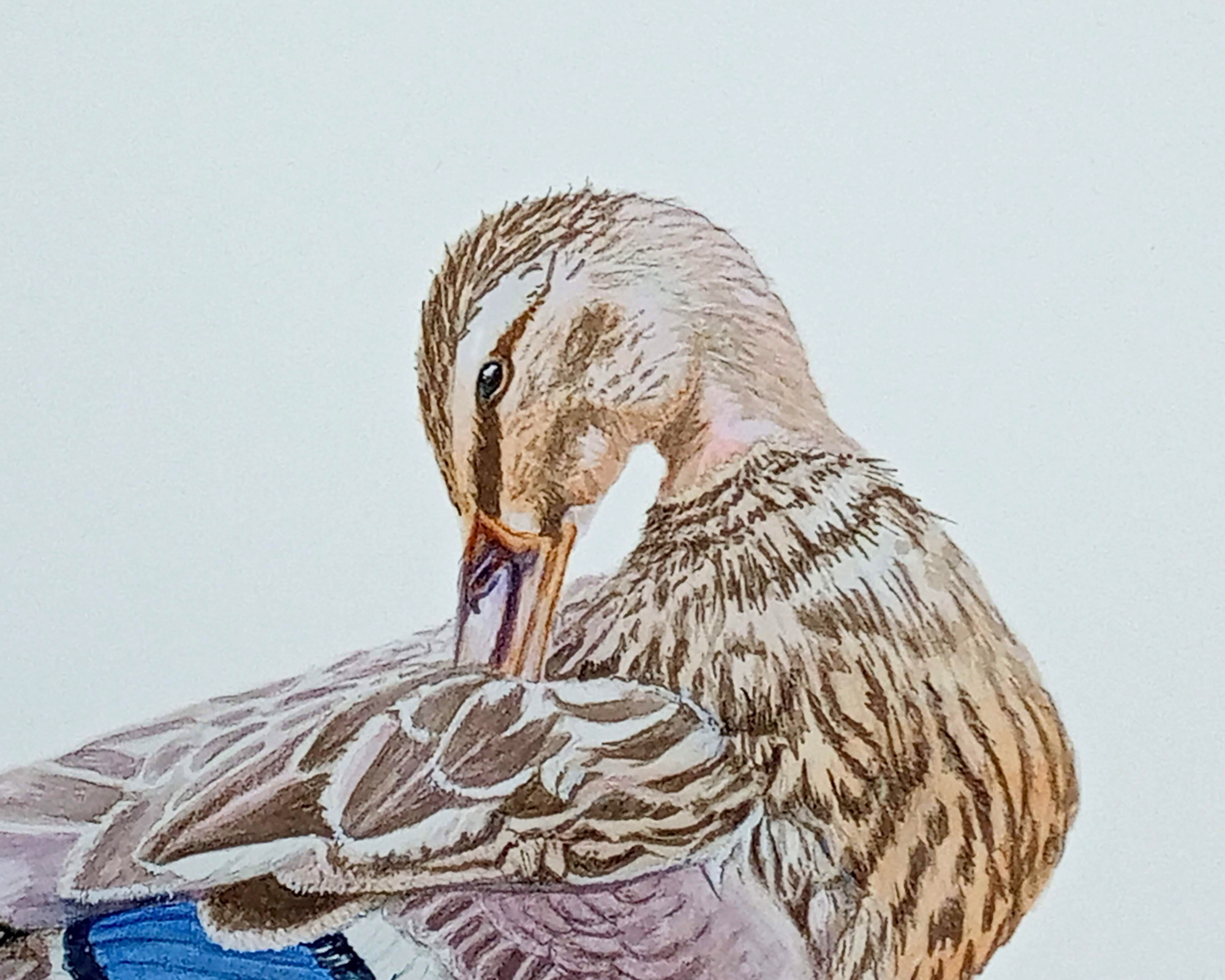 Love in Feathered Hues, Mallard Ducks 