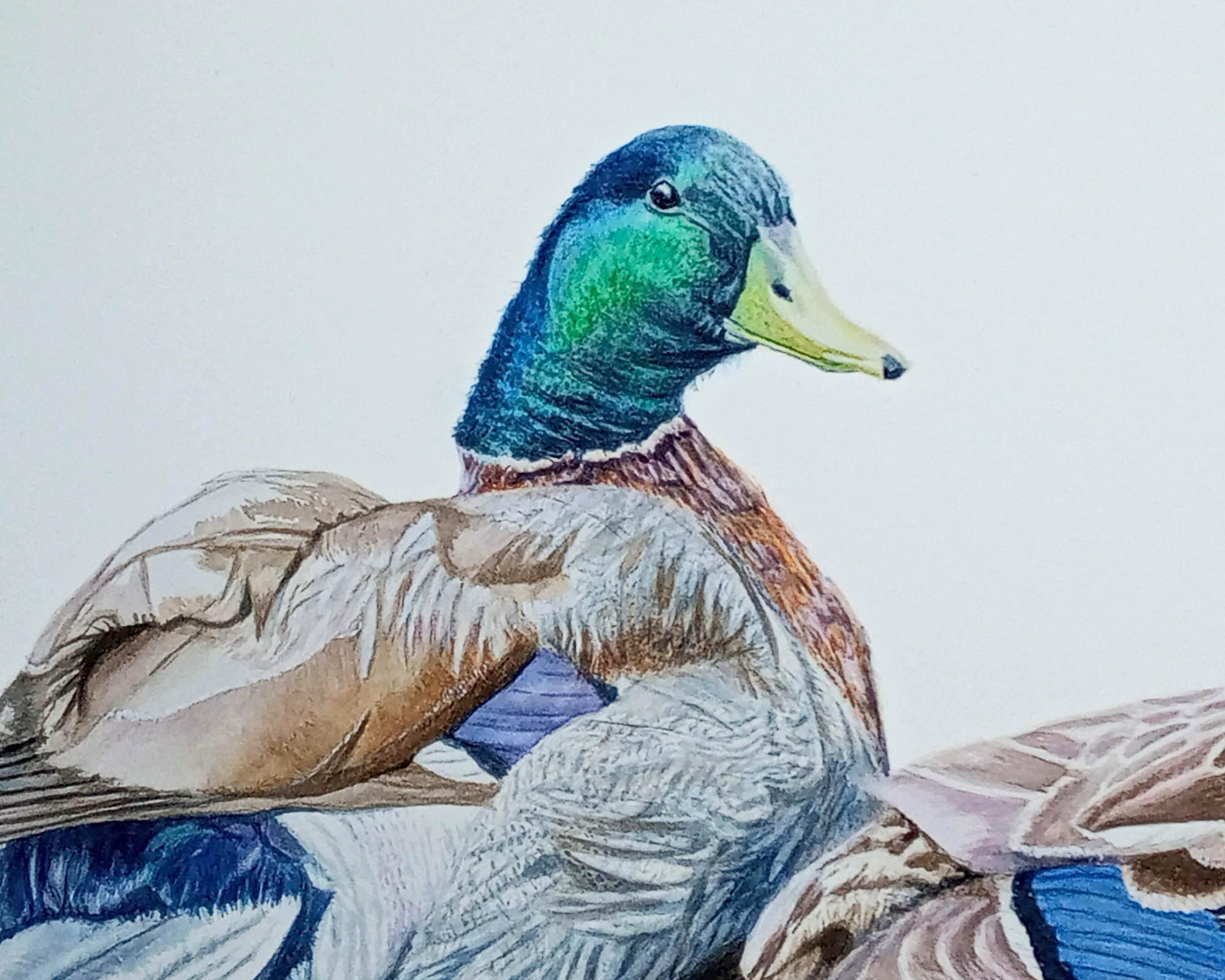 Love in Feathered Hues, Mallard Ducks 