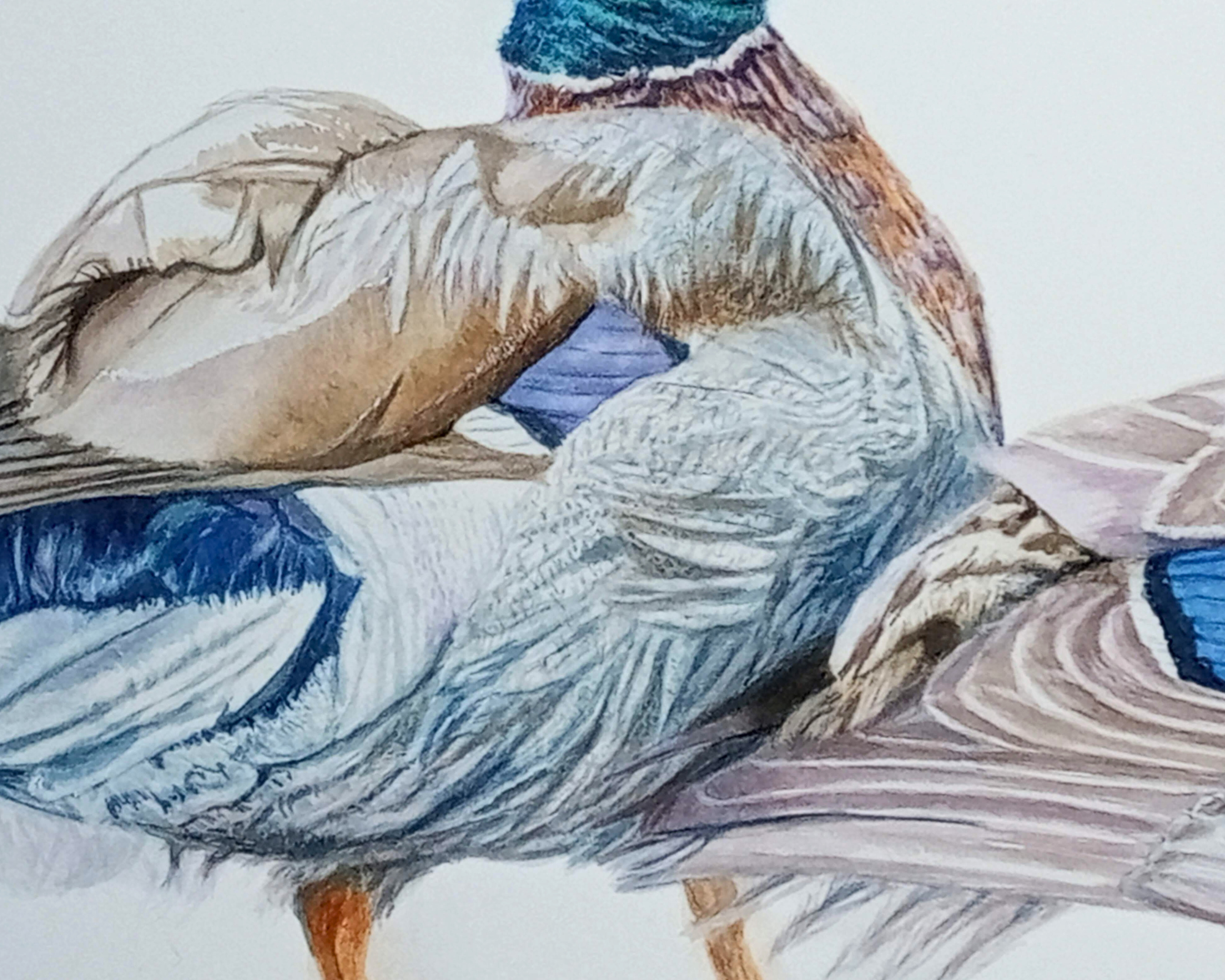 Love in Feathered Hues, Mallard Ducks 