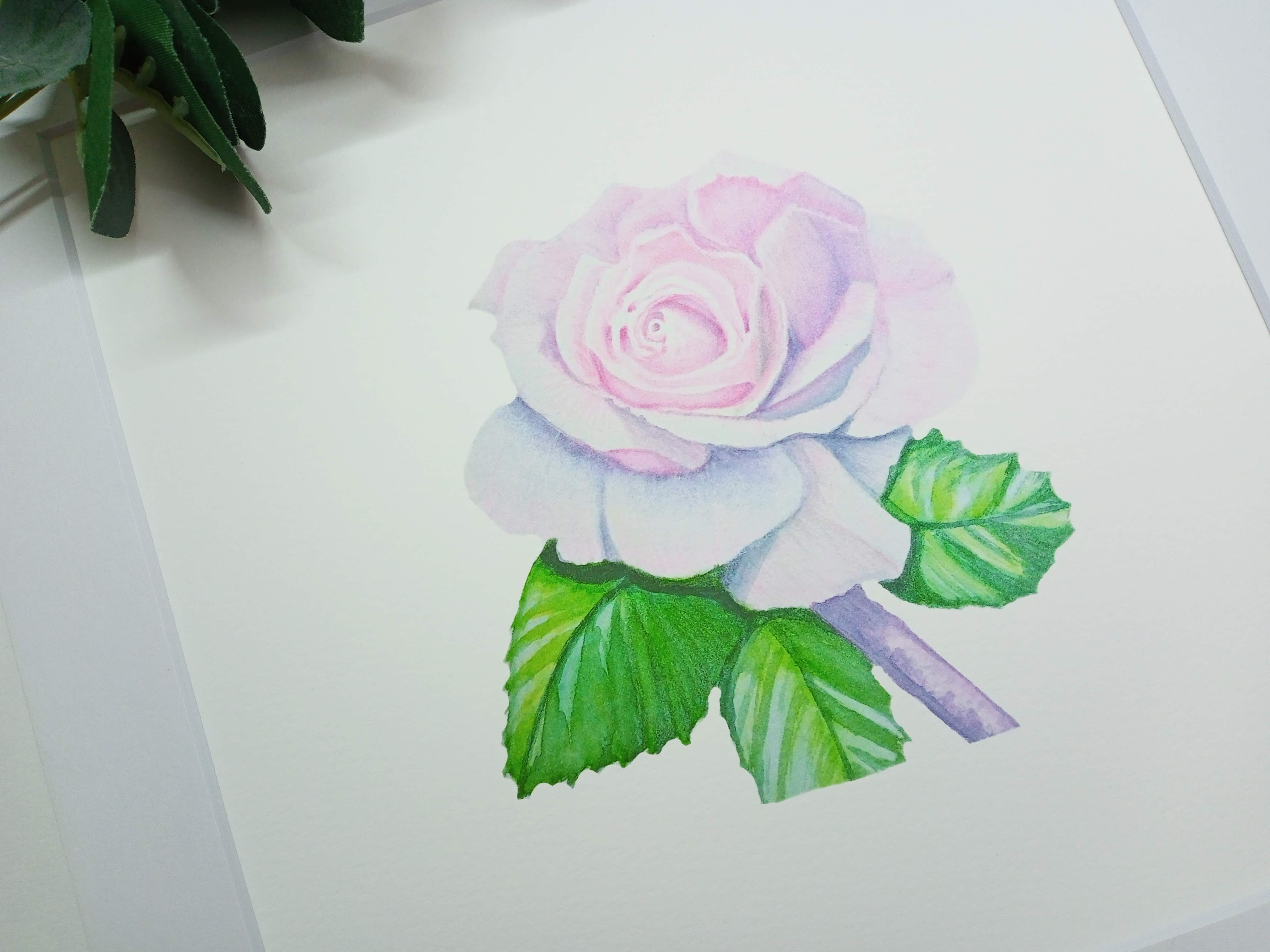 Soft Pink Rose, Fine Art Prints