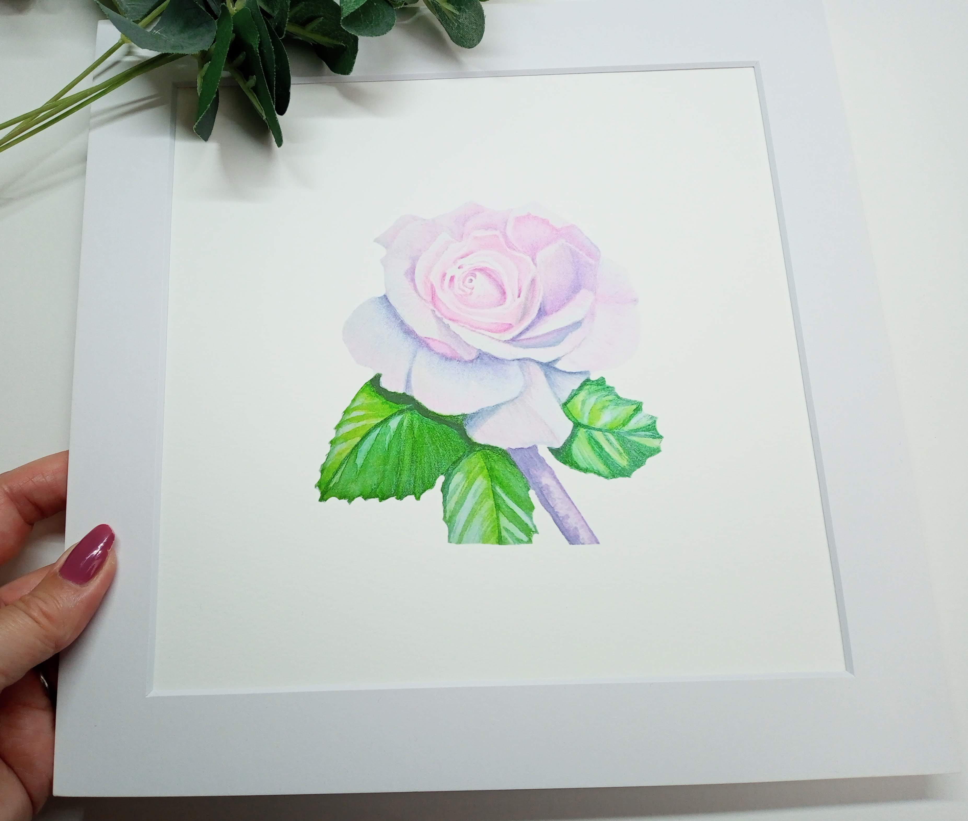 Soft Pink Rose, Fine Art Prints