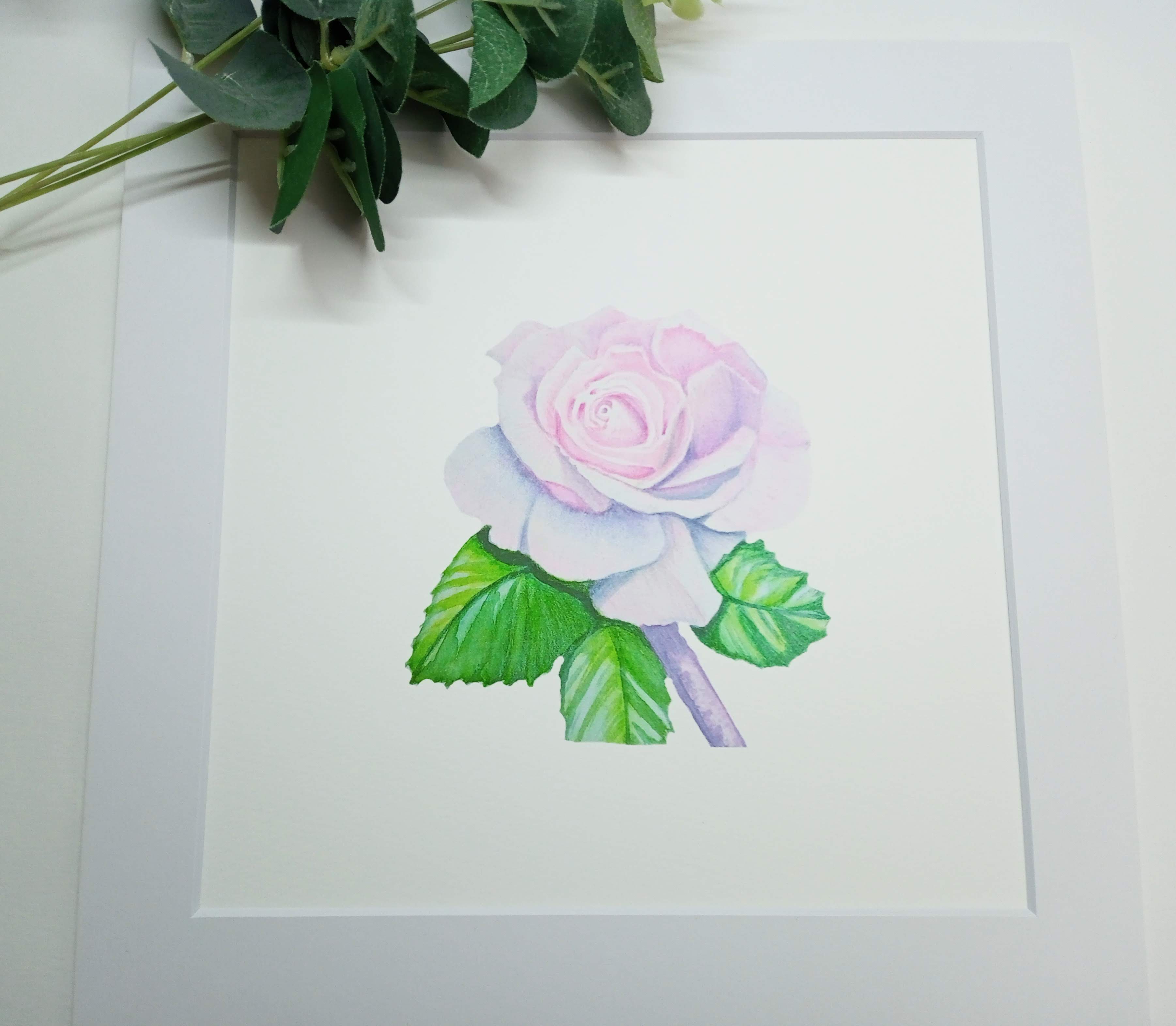 Soft Pink Rose, Fine Art Prints