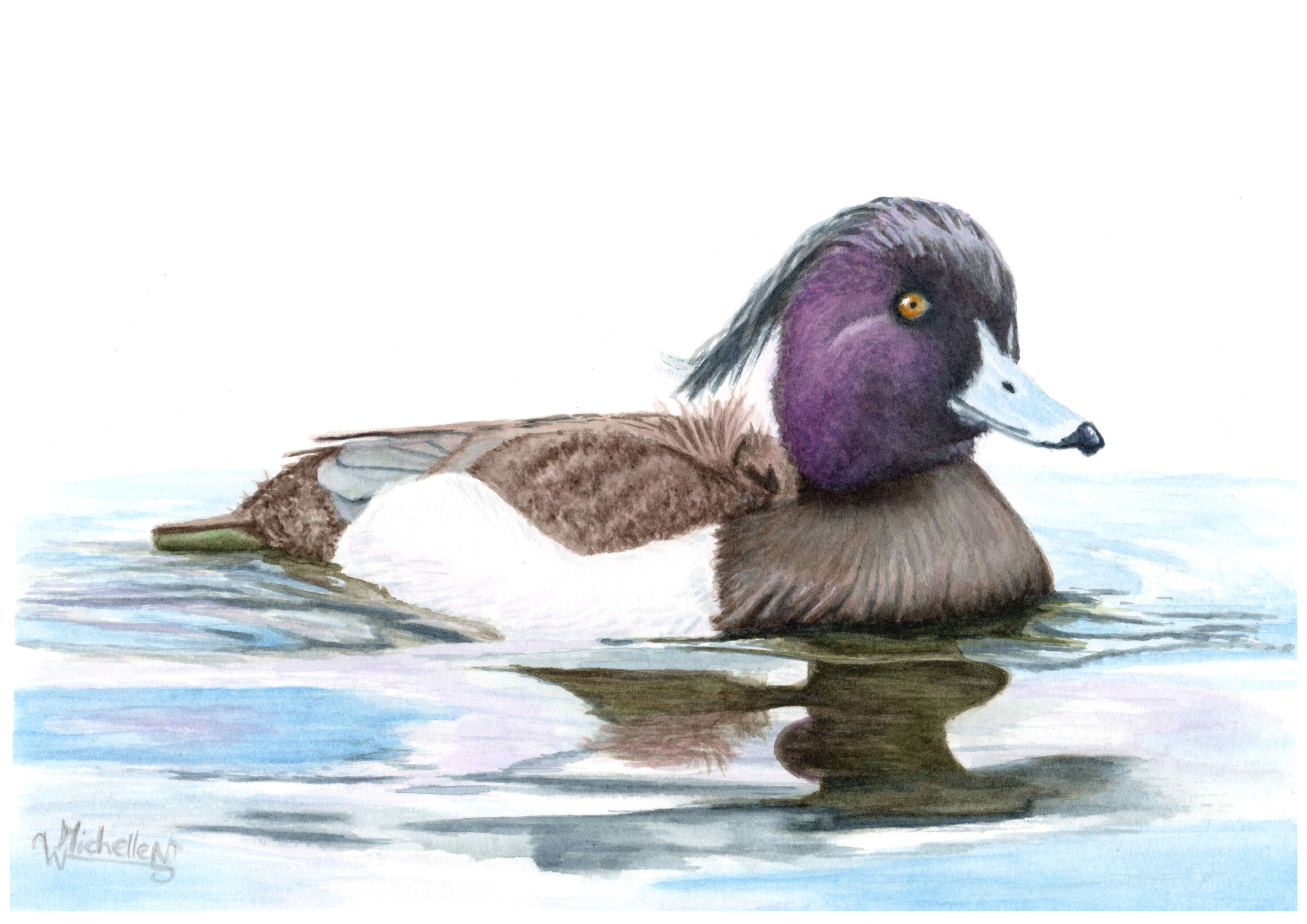 Tufted Duck, watercolour original artwork