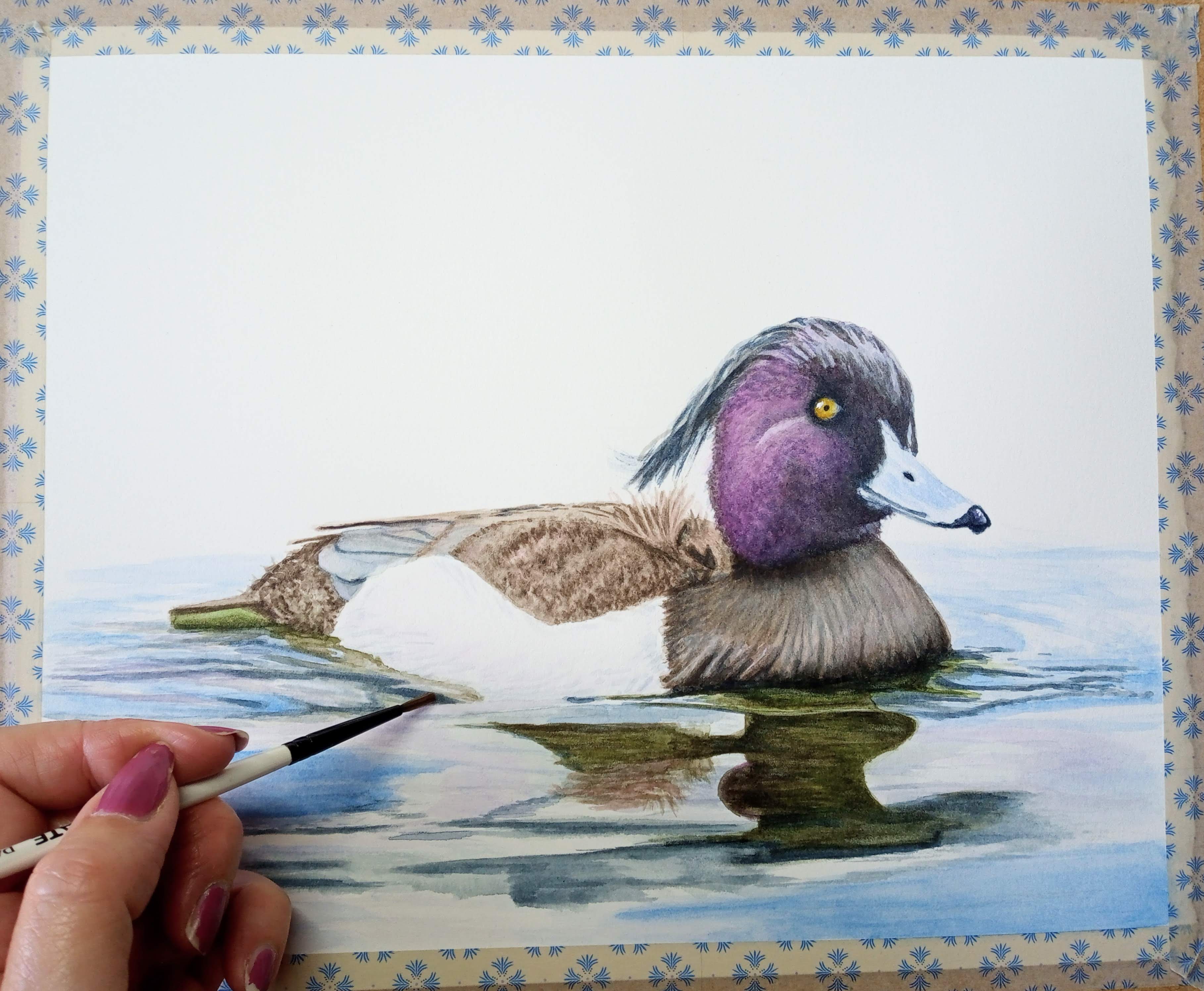 Tufted Duck, watercolour original artwork