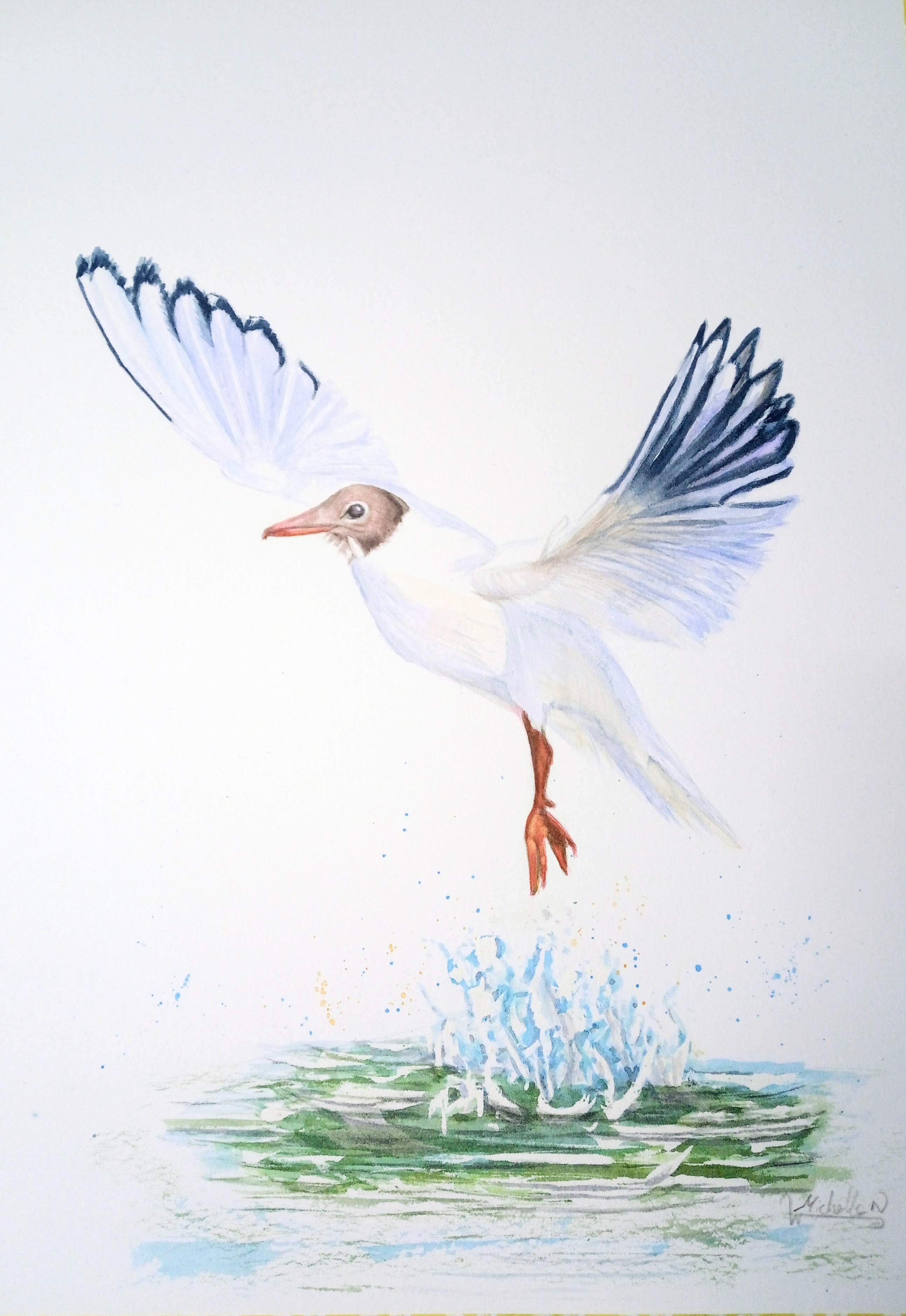 Black-headed Gull, Original Artwork