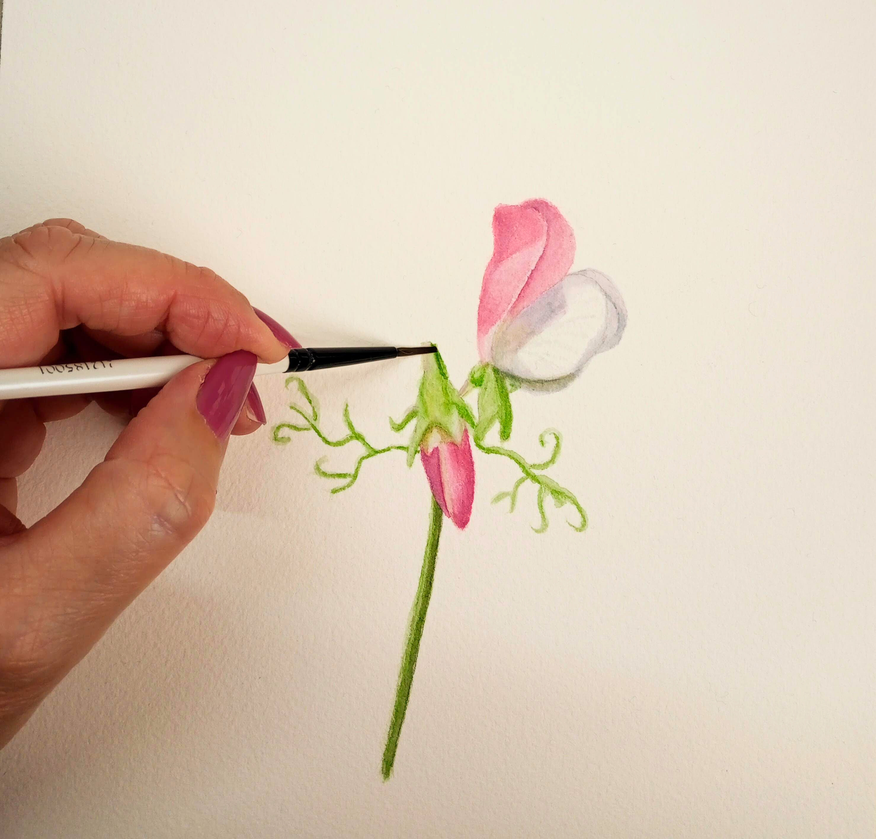 Sweet Pea Flower Watercolour Tutorial for Beginners