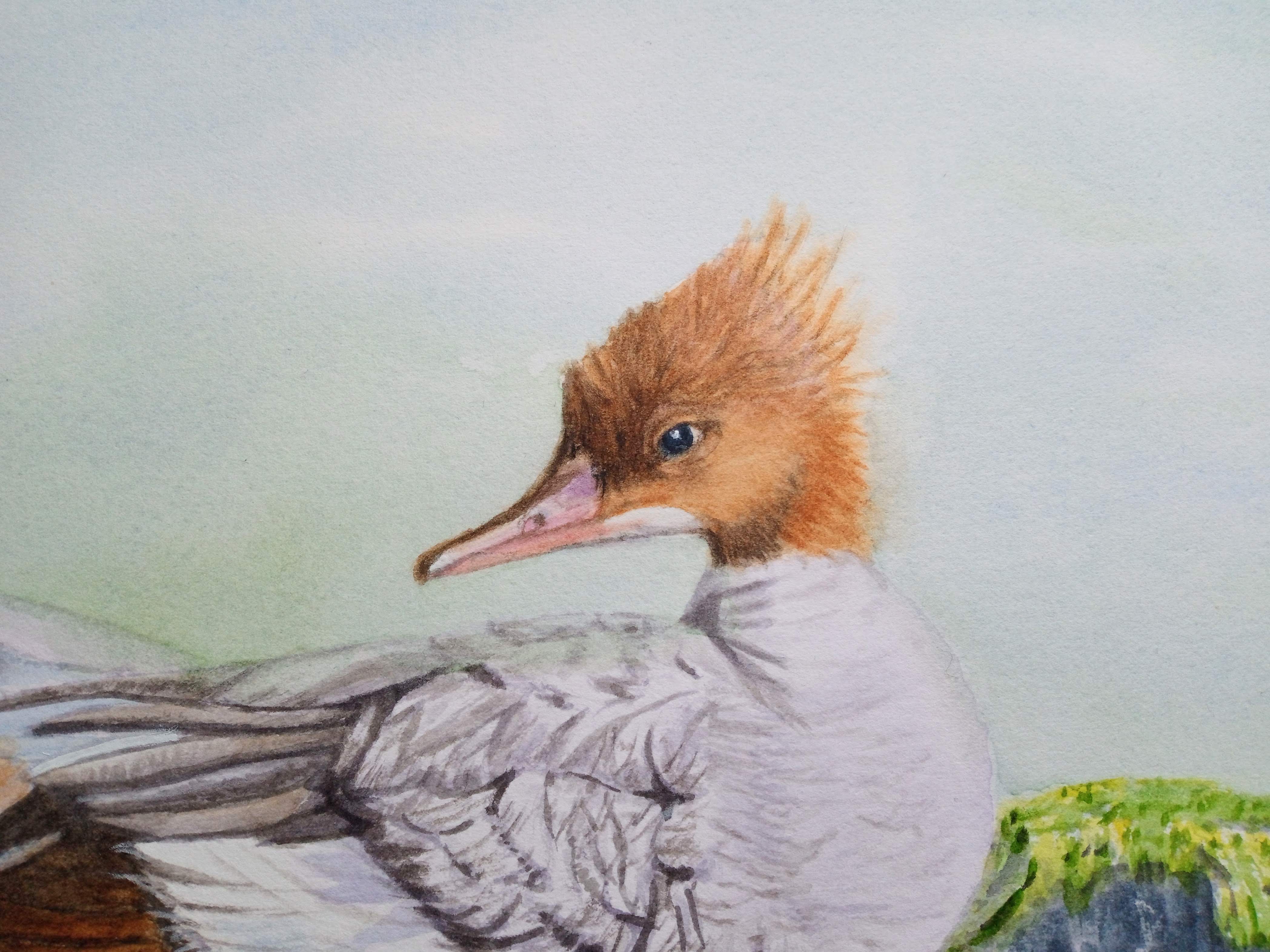Sanctuary's Edge, Merganser Duck, Original Artwork