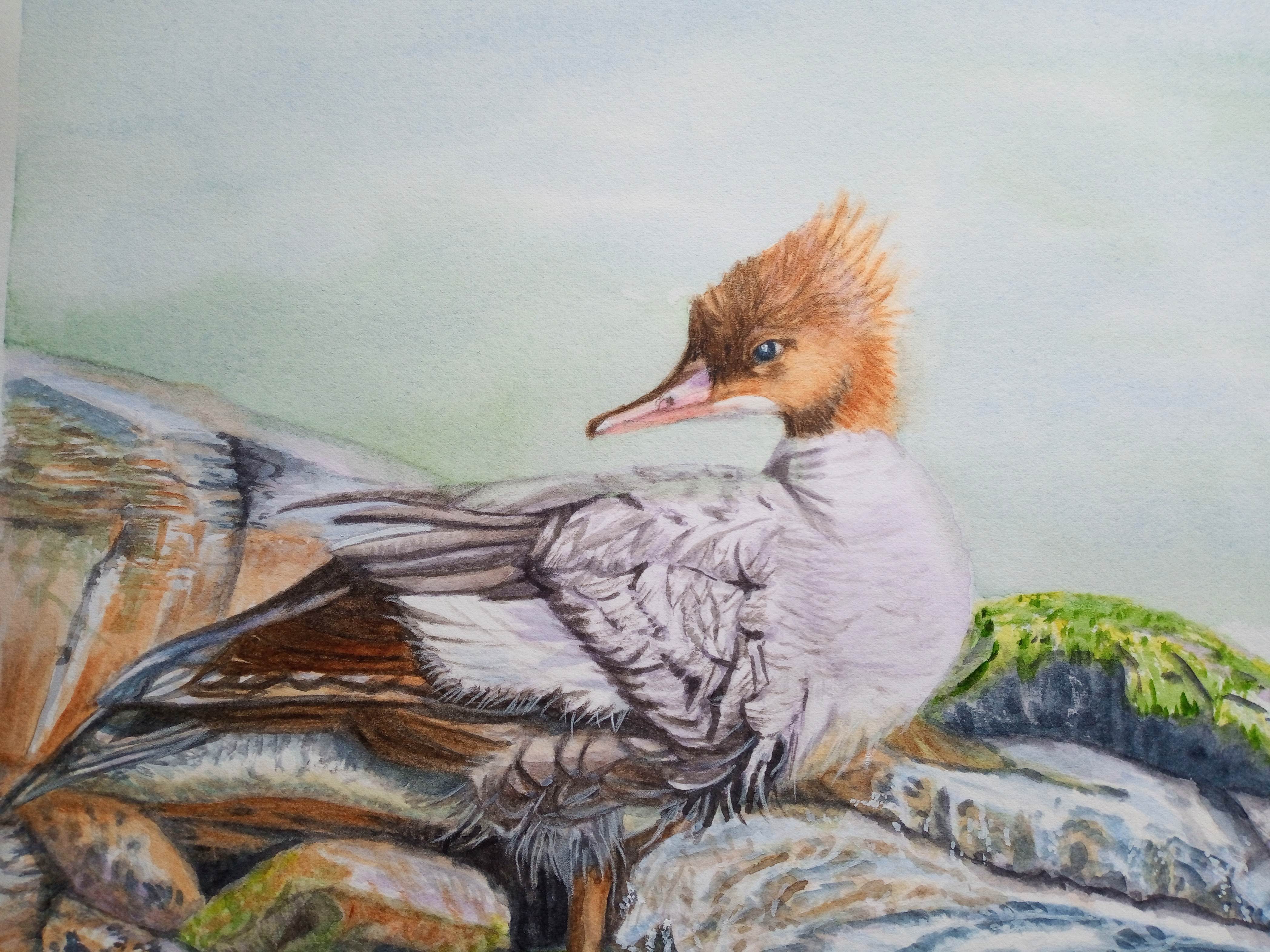 Sanctuary's Edge, Merganser Duck, Original Artwork