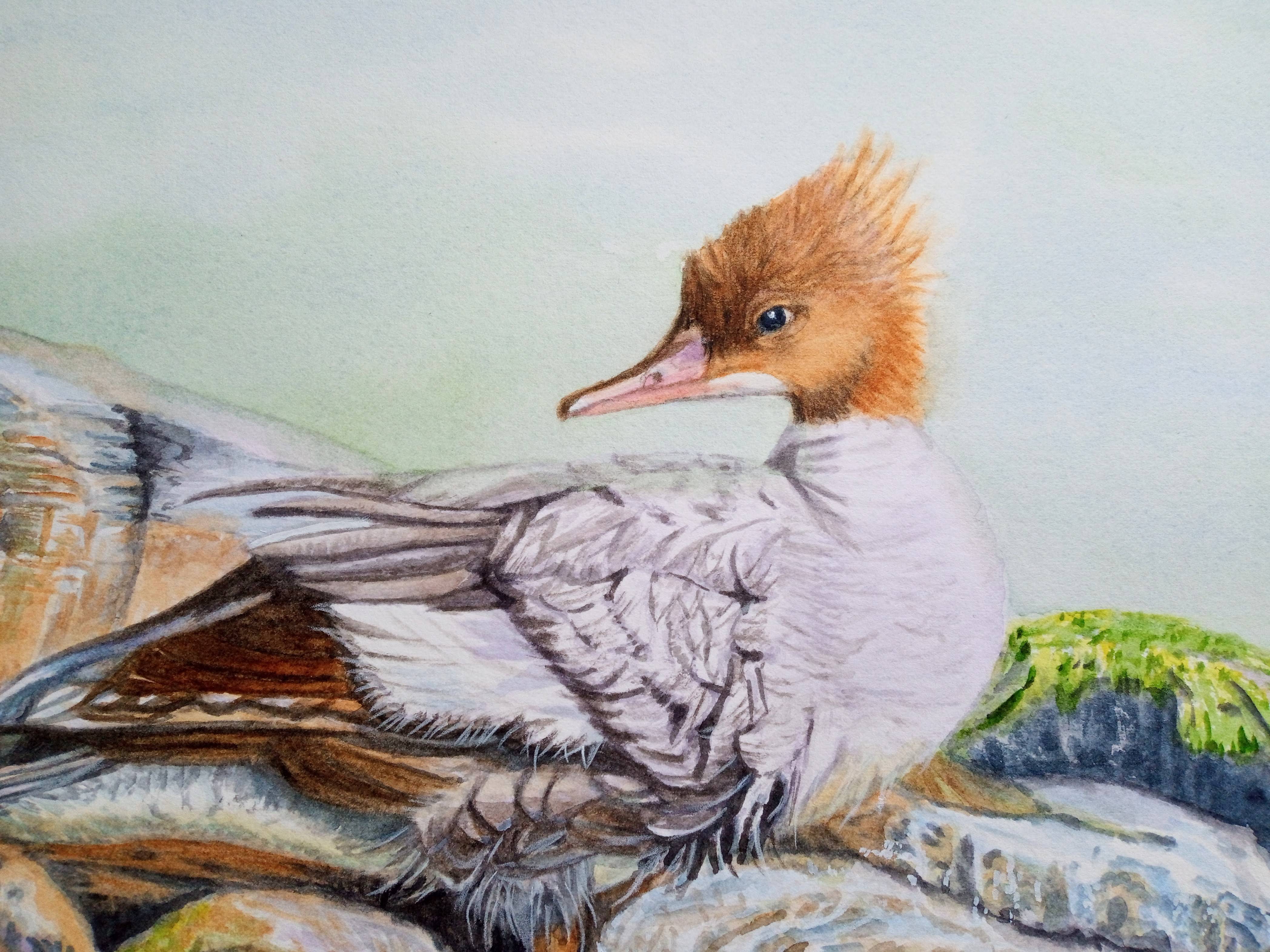 Sanctuary's Edge, Merganser Duck, Original Artwork