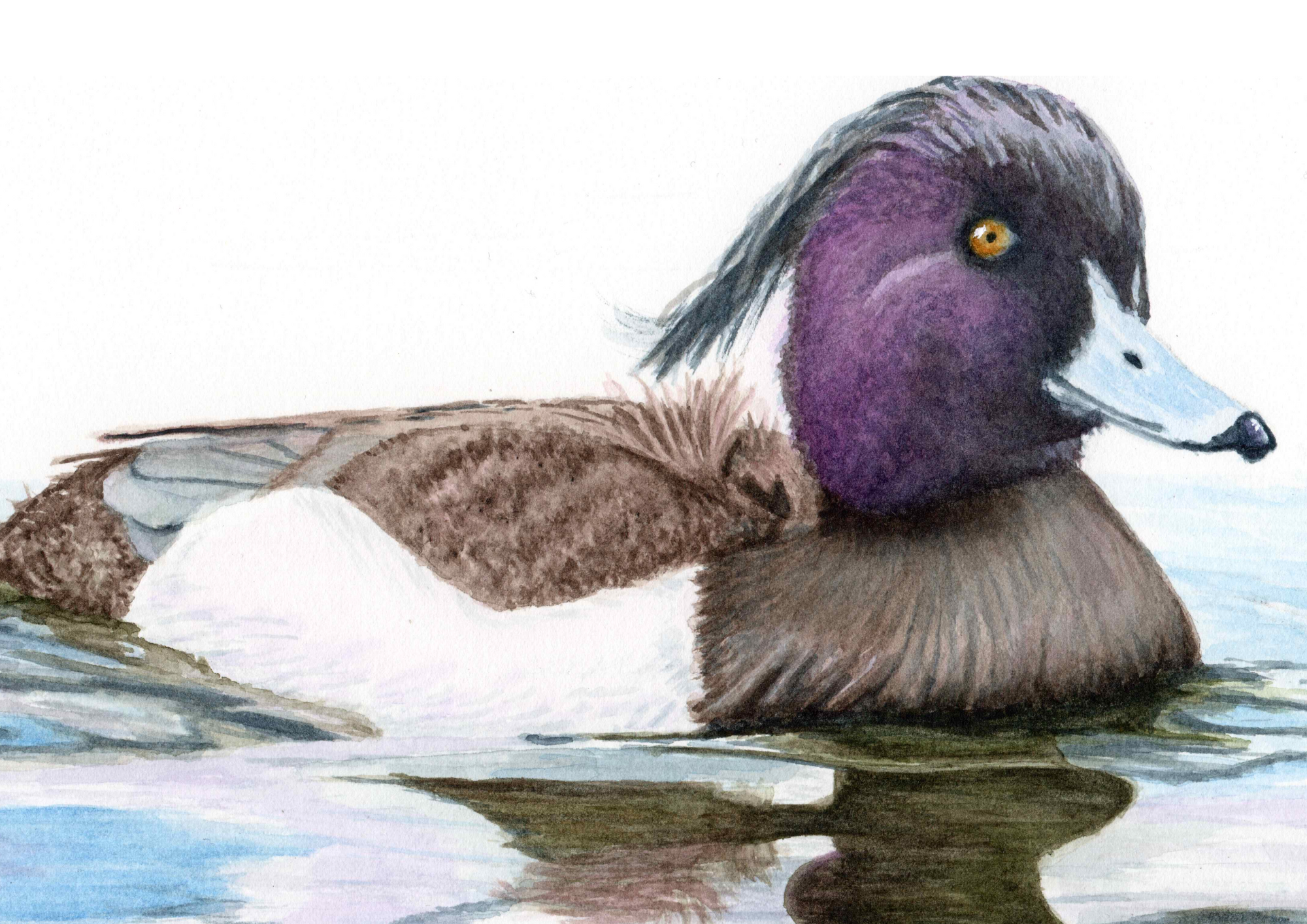Tufted Duck, watercolour original artwork