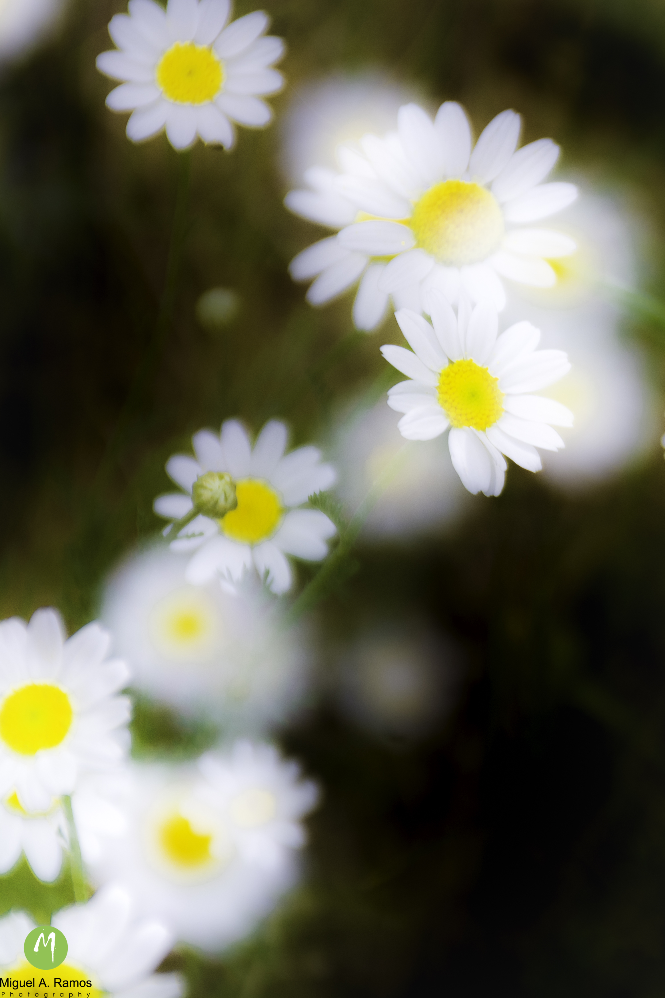 White Daisies