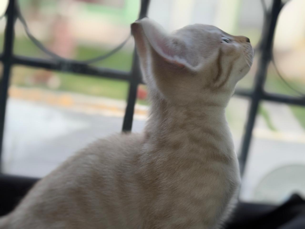 Bengali Snow Mink Spotted