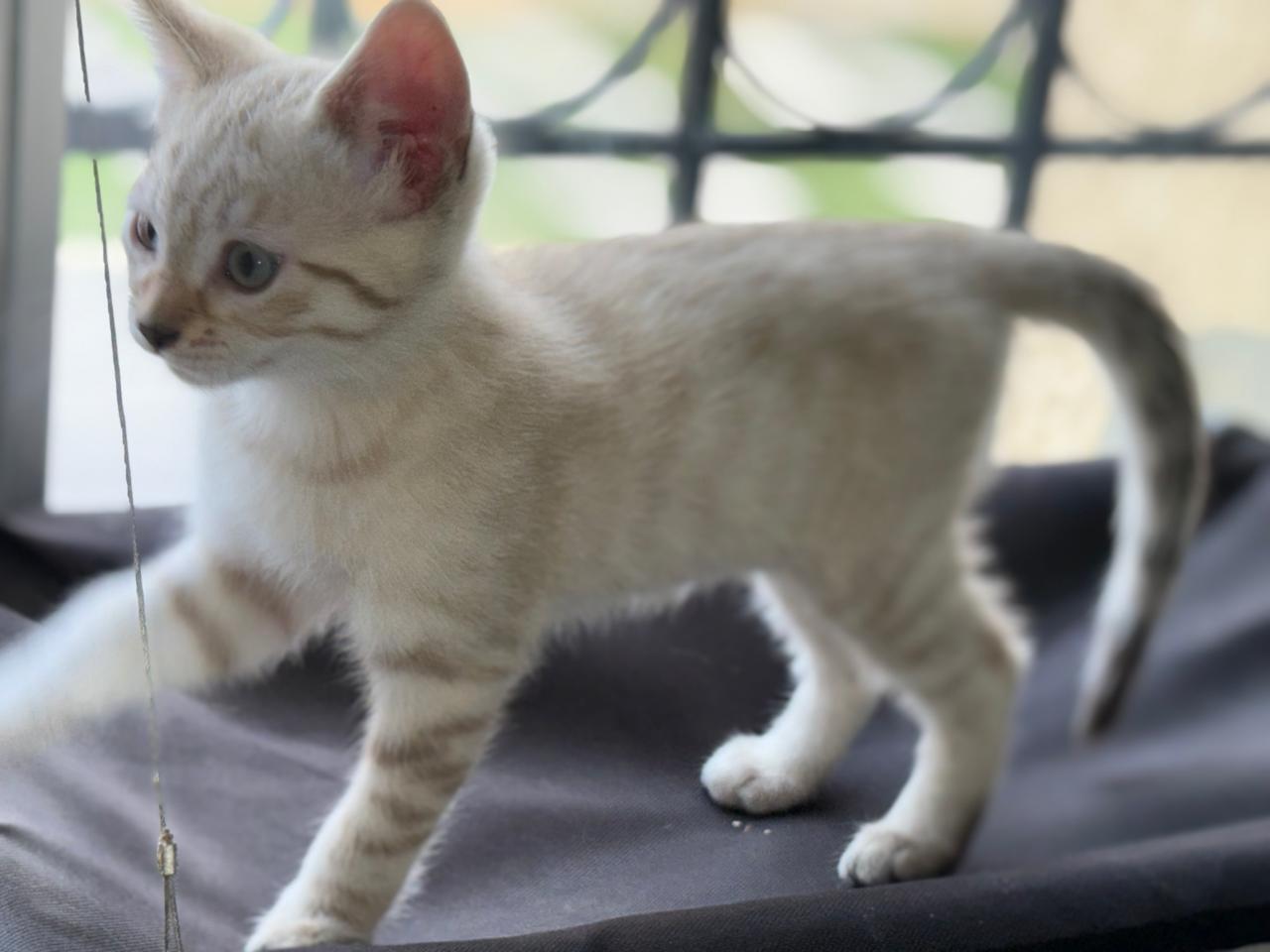 Bengali Snow Mink Spotted