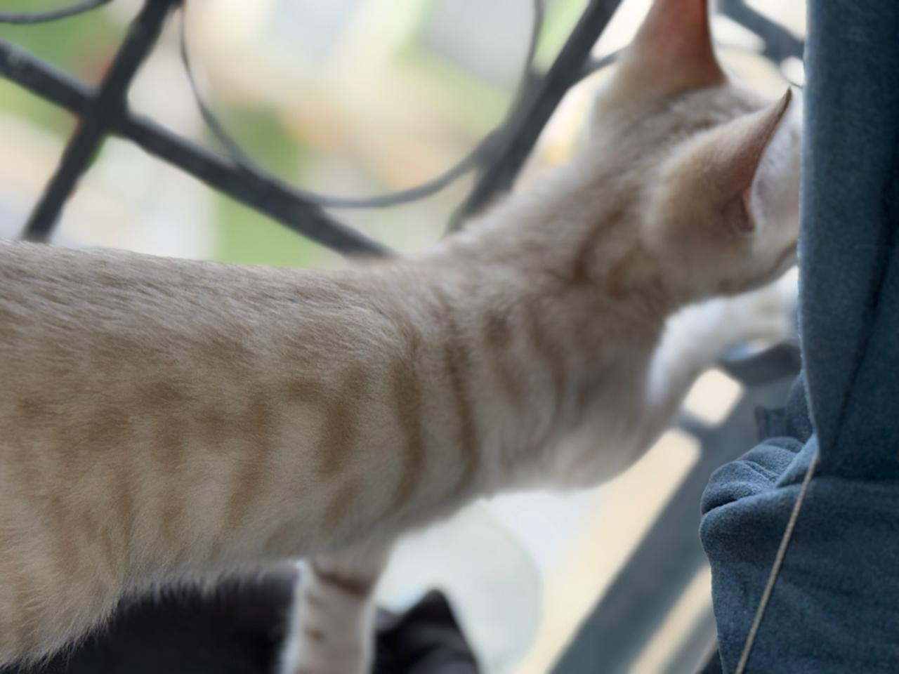 Bengali Snow Mink Spotted