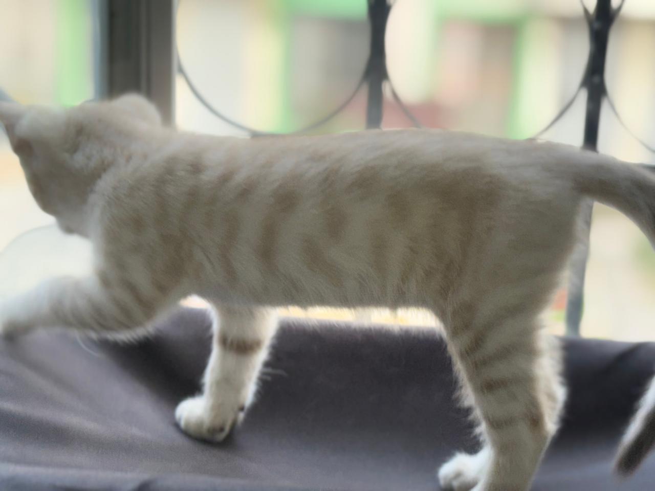 Bengali Snow Mink Spotted