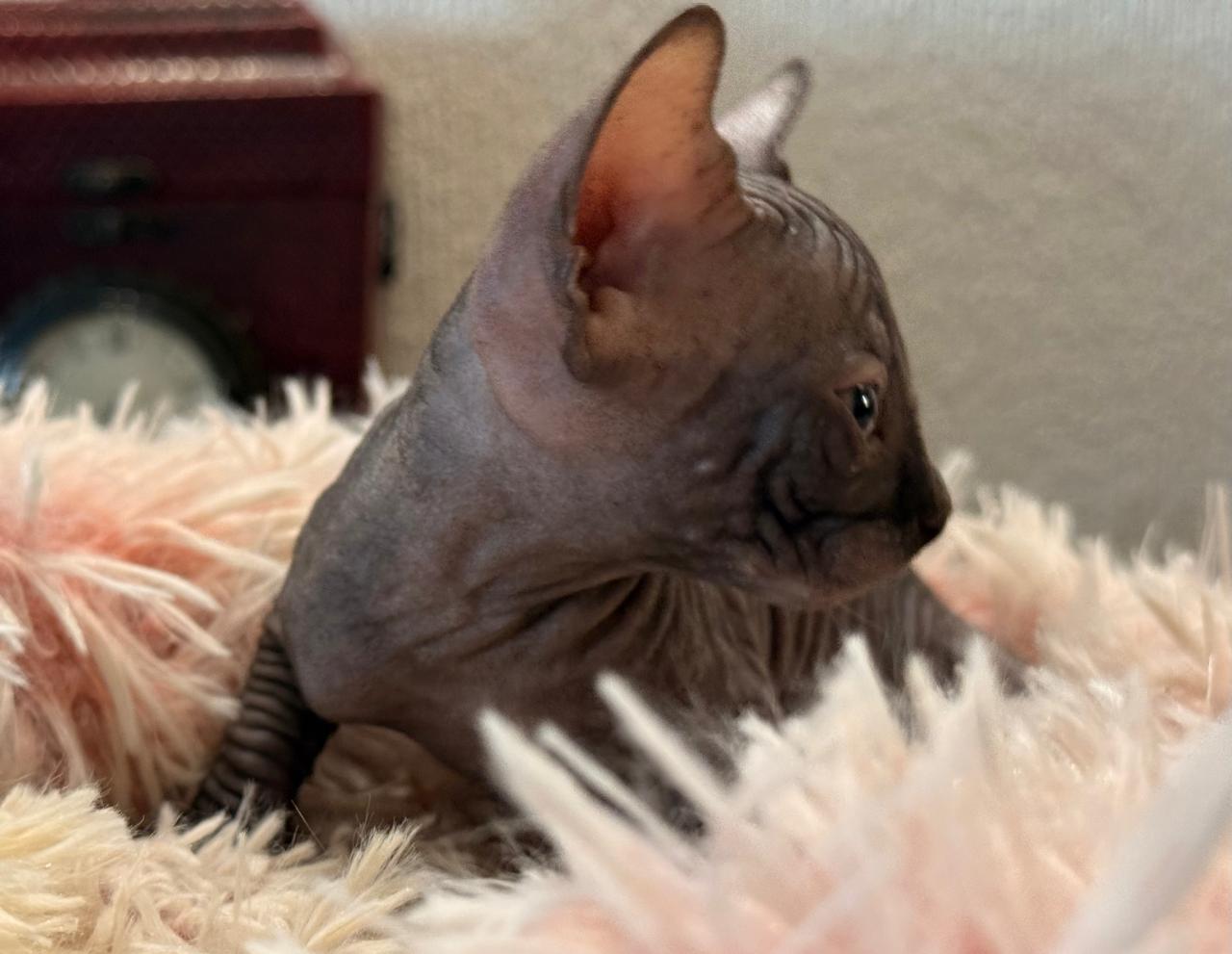 Gato Sphynx