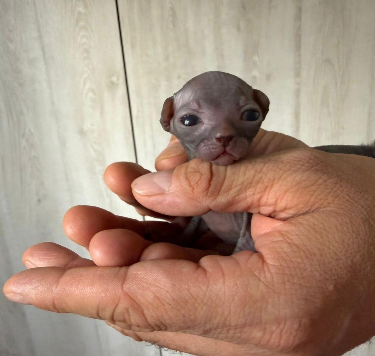 Gatita Sphynx