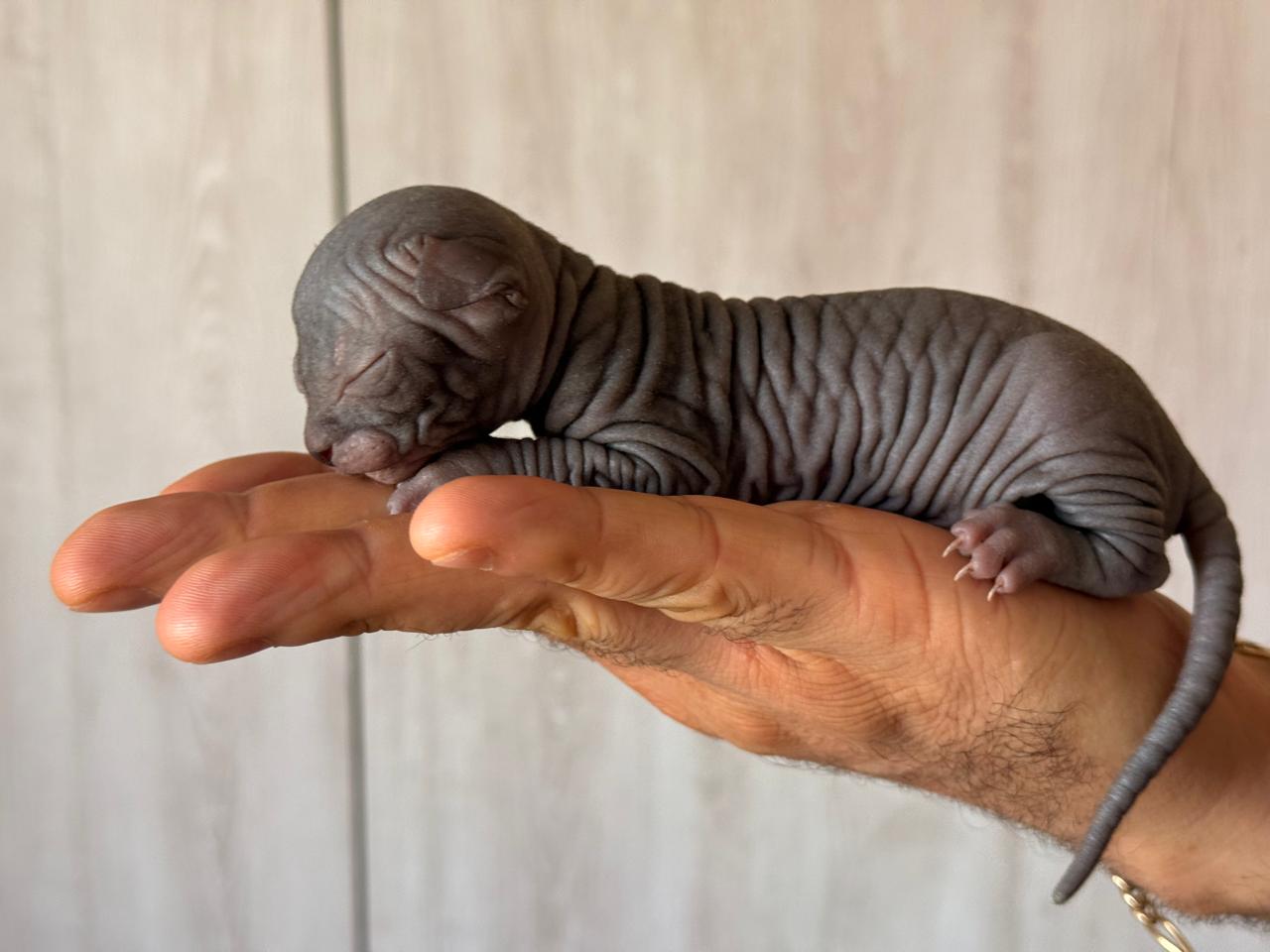 Gatita Sphynx