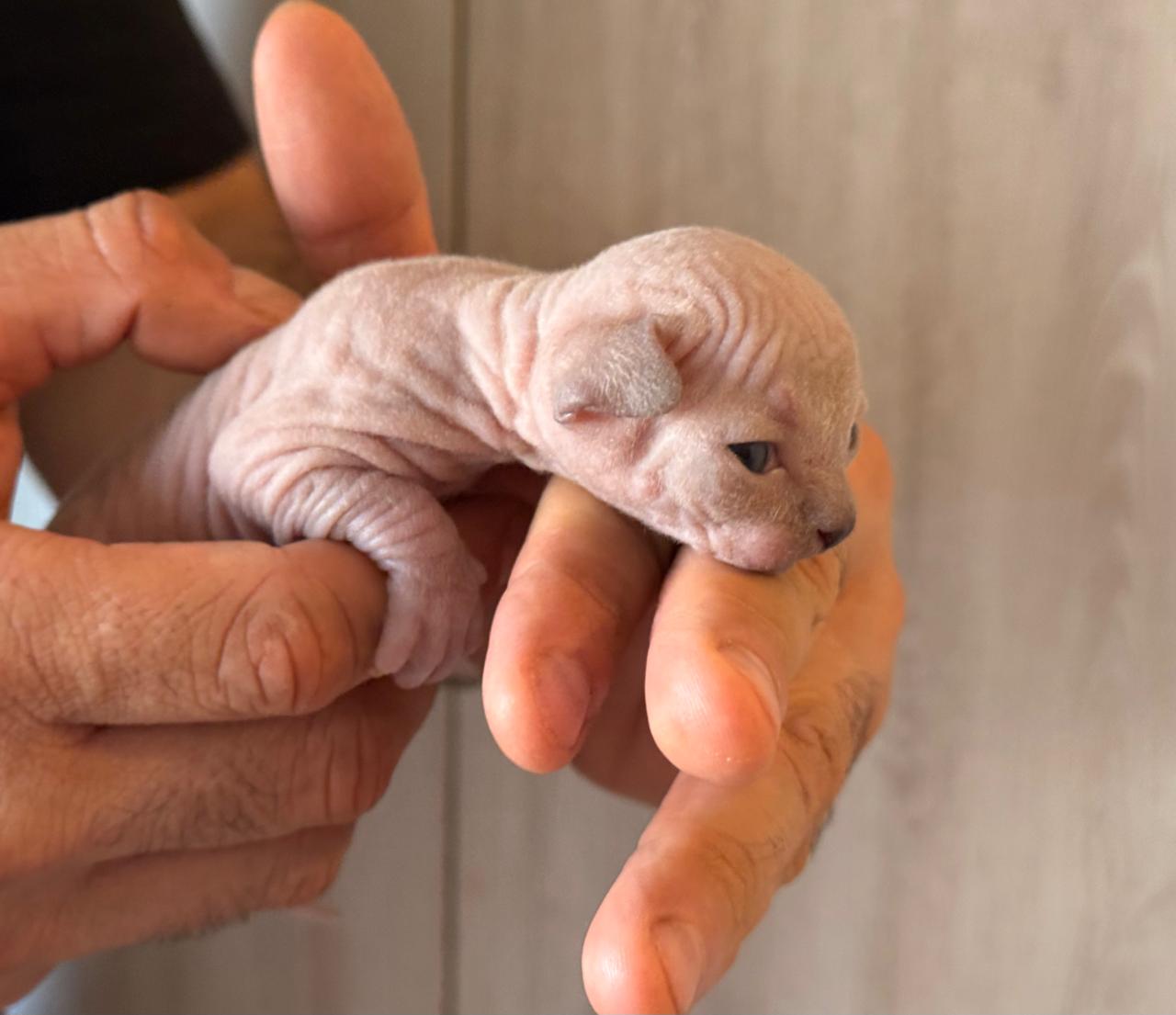 Gatita Sphynx